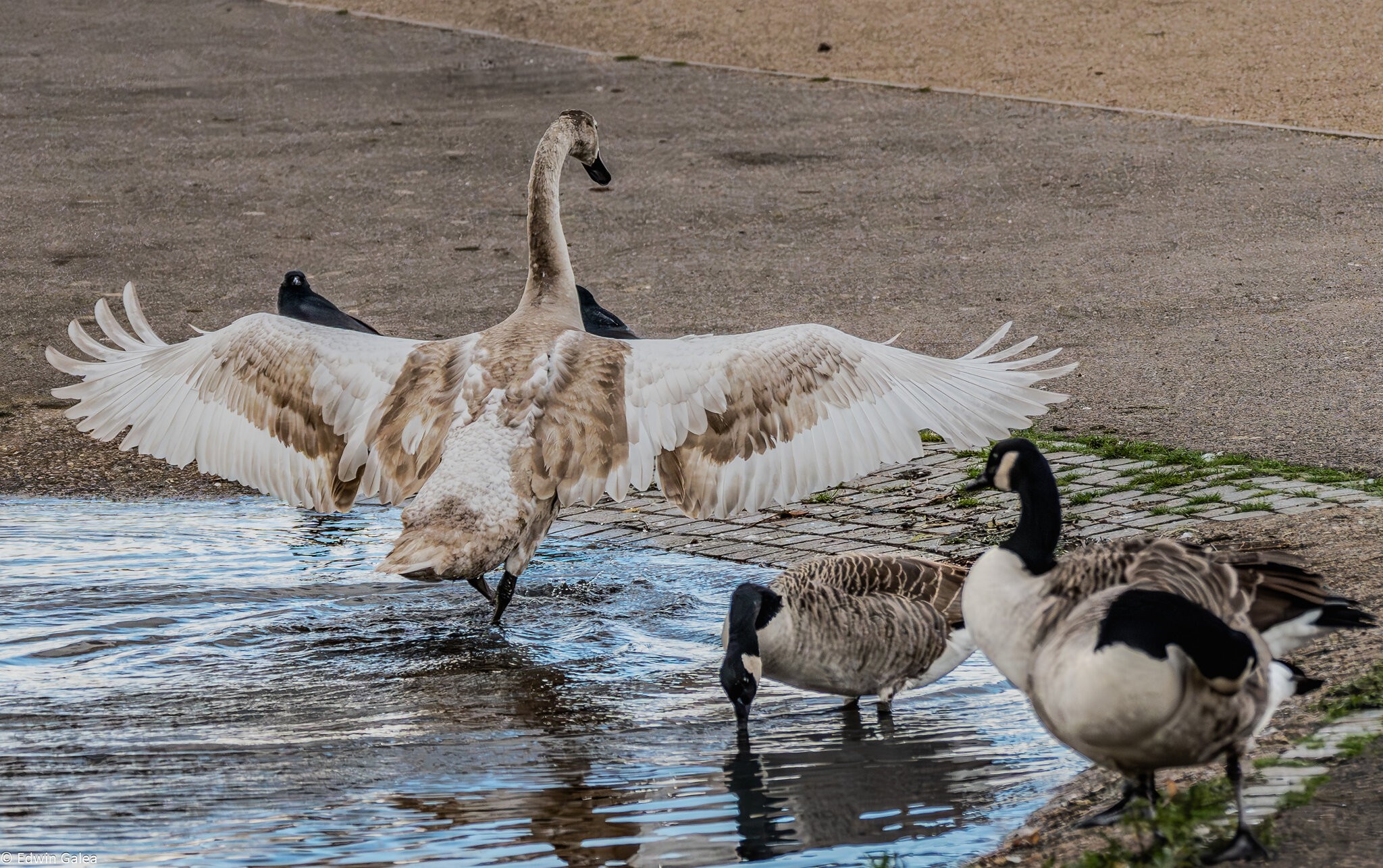 cygnet_hdr-11.jpg