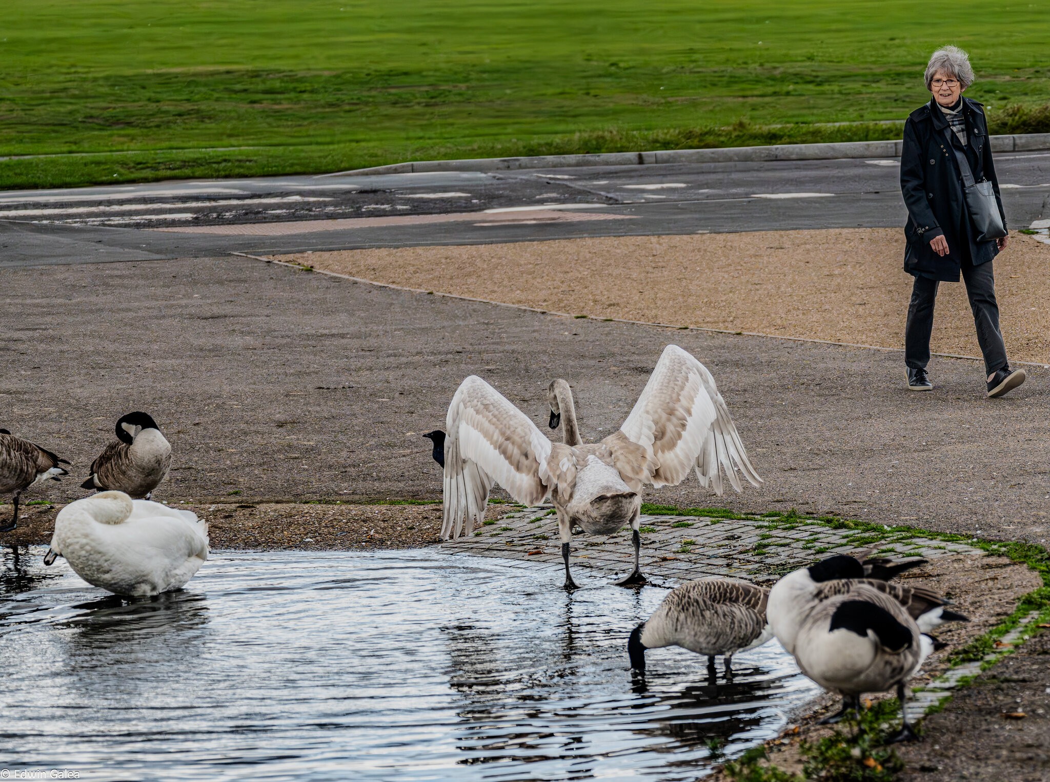 cygnet_hdr-14.jpg