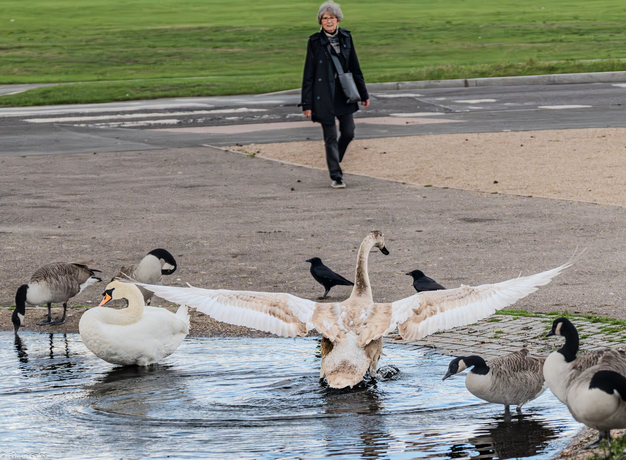 cygnet_hdr-5.jpg