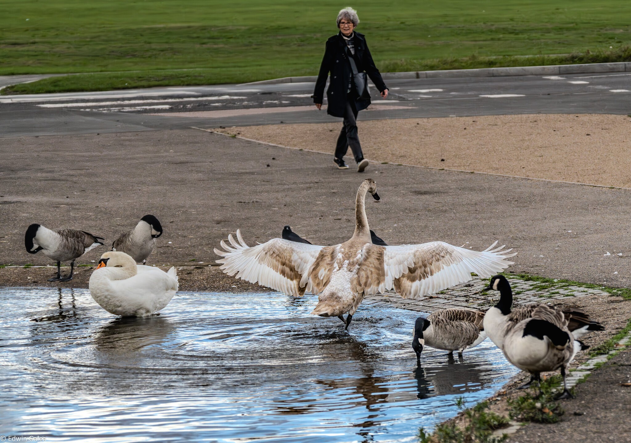 cygnet_hdr-6.jpg