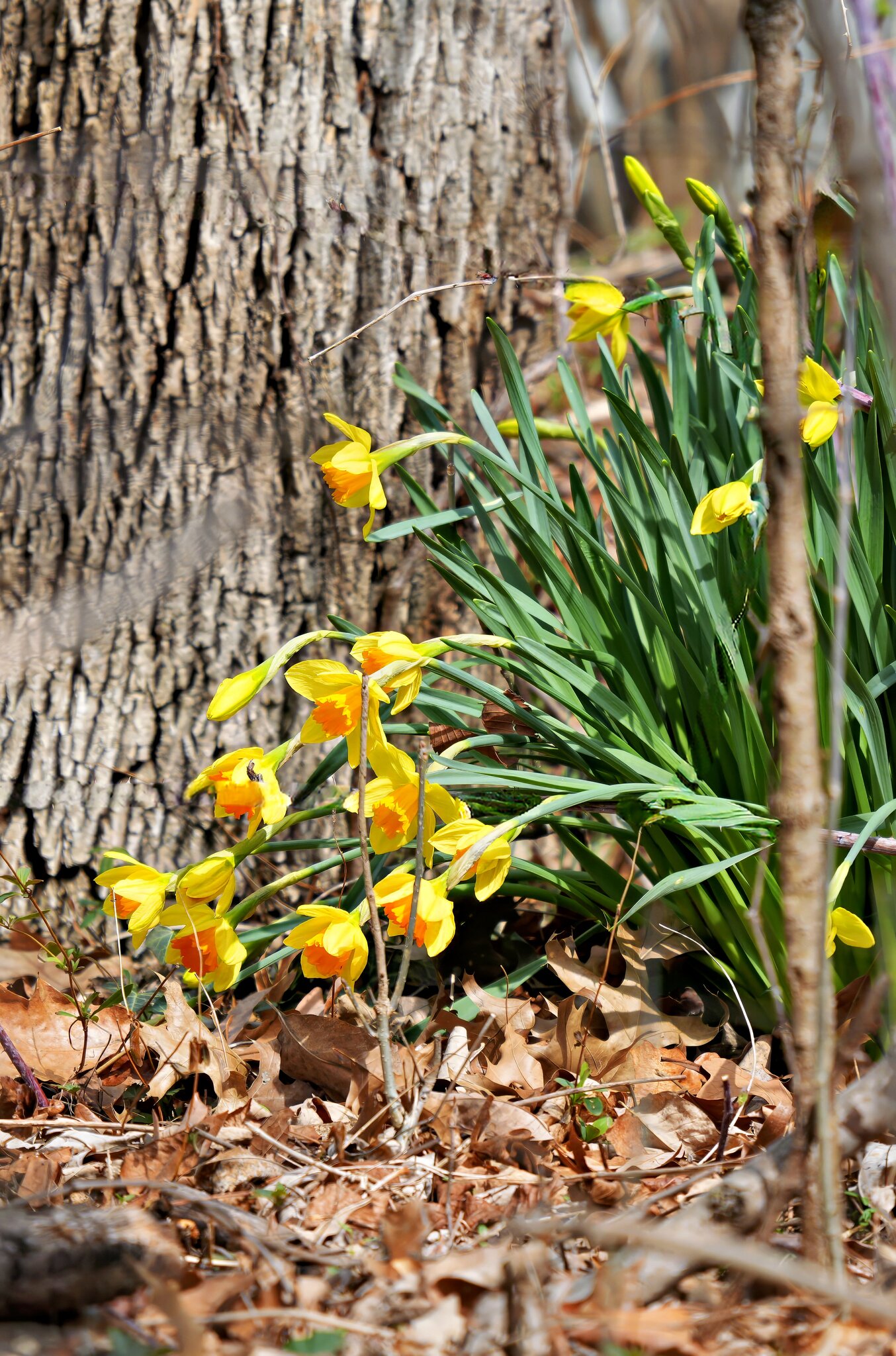 Daffodils CAM.jpg