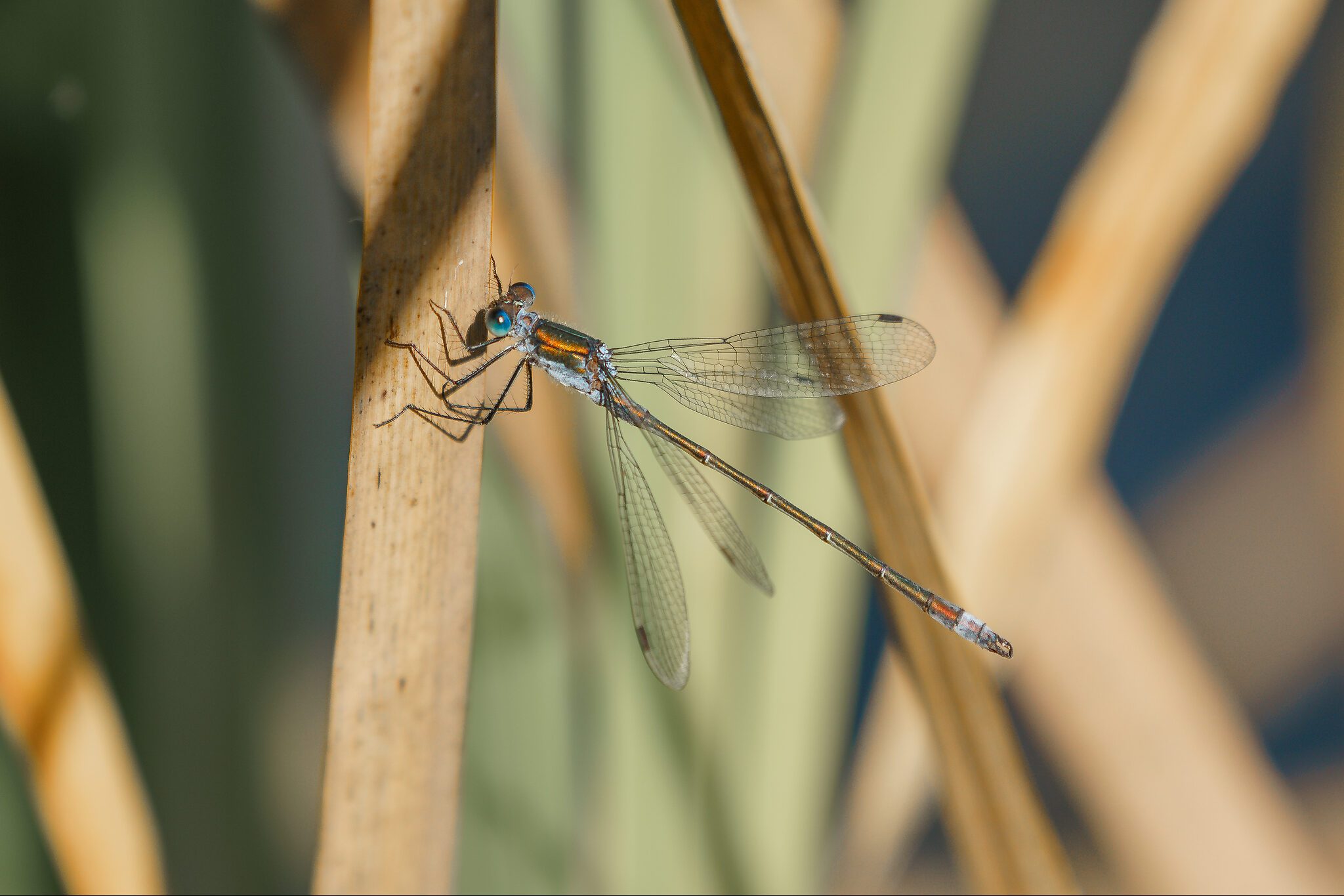 Damselfly.jpg