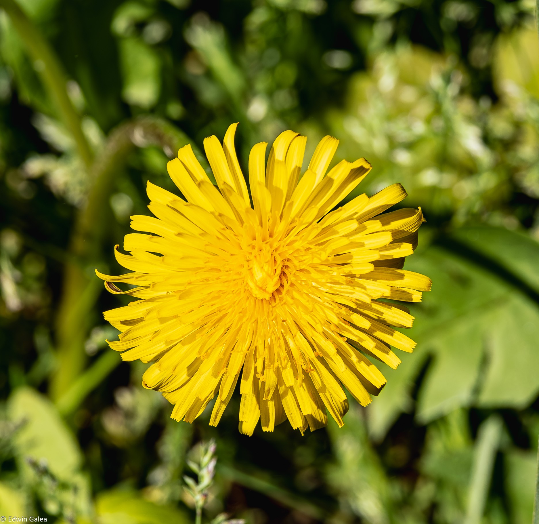 dandelion-1.jpg