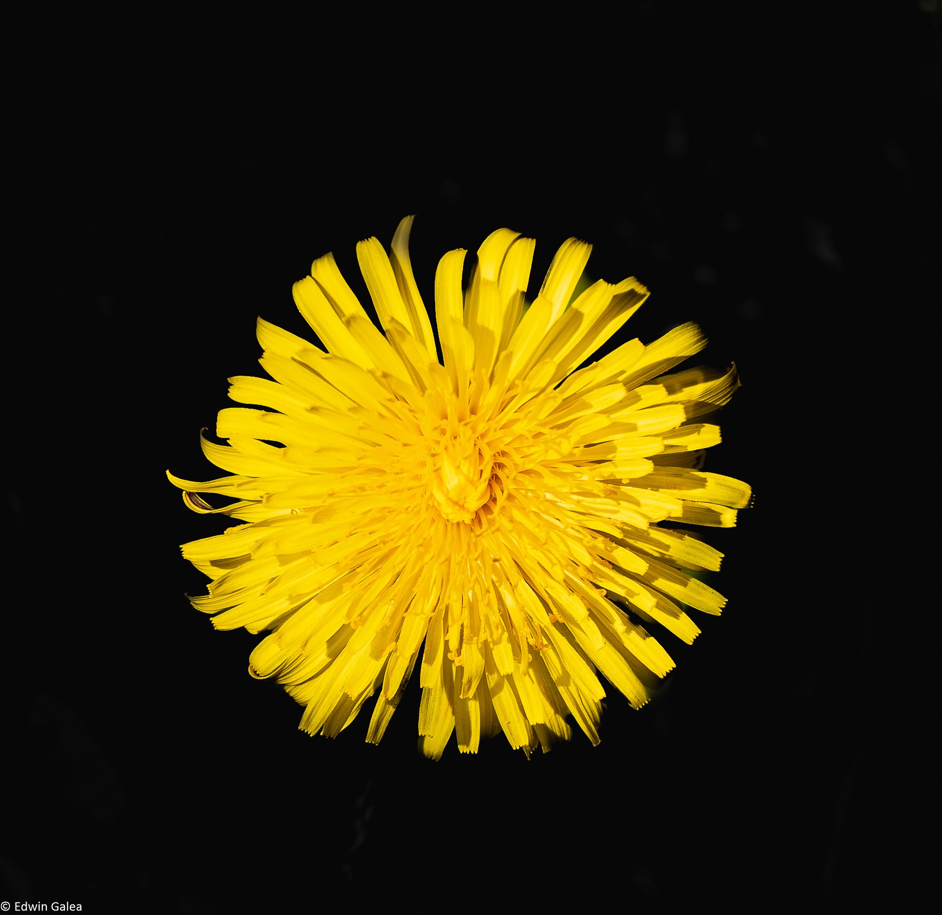 dandelion-2.jpg