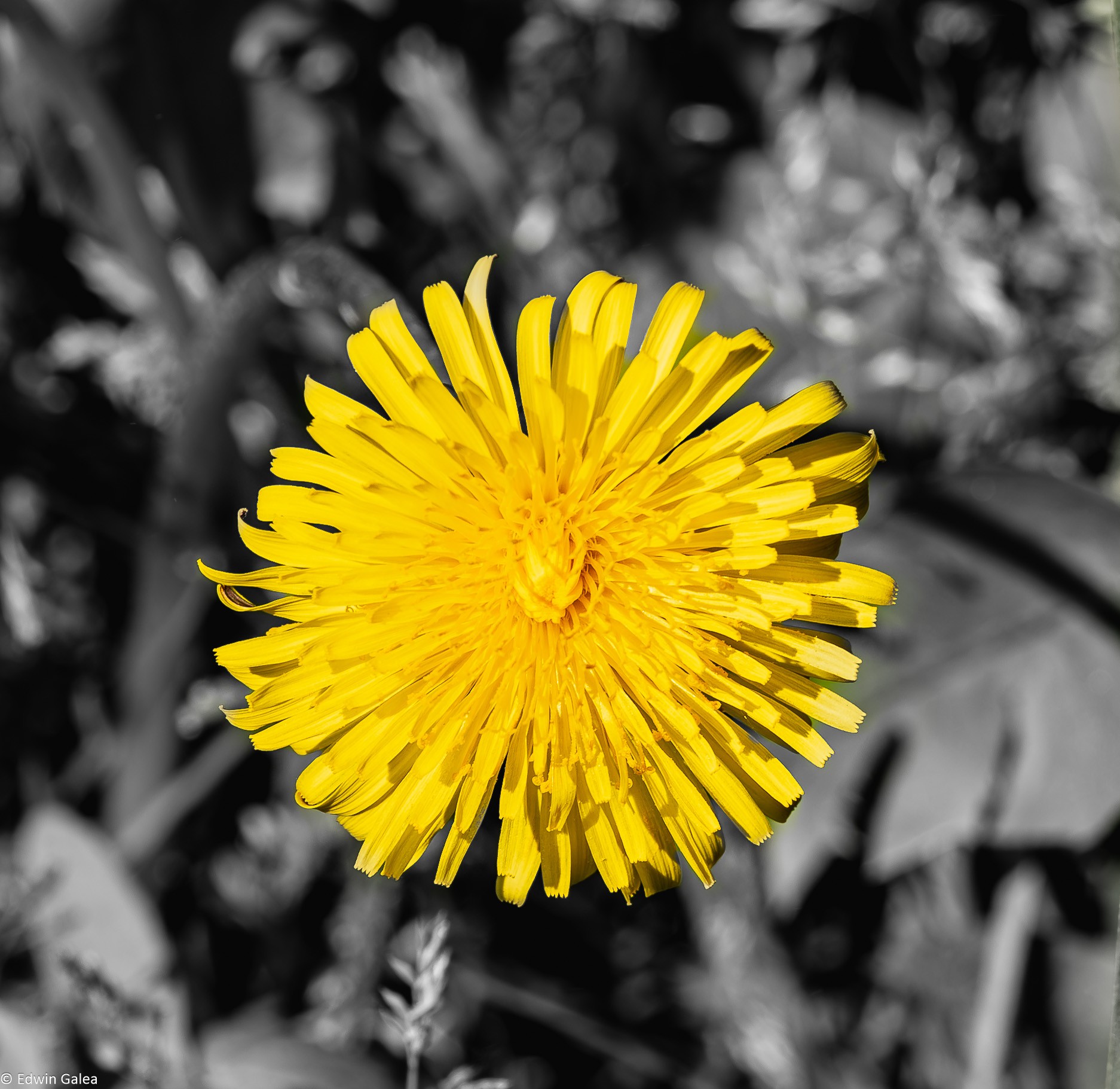 dandelion-3.jpg