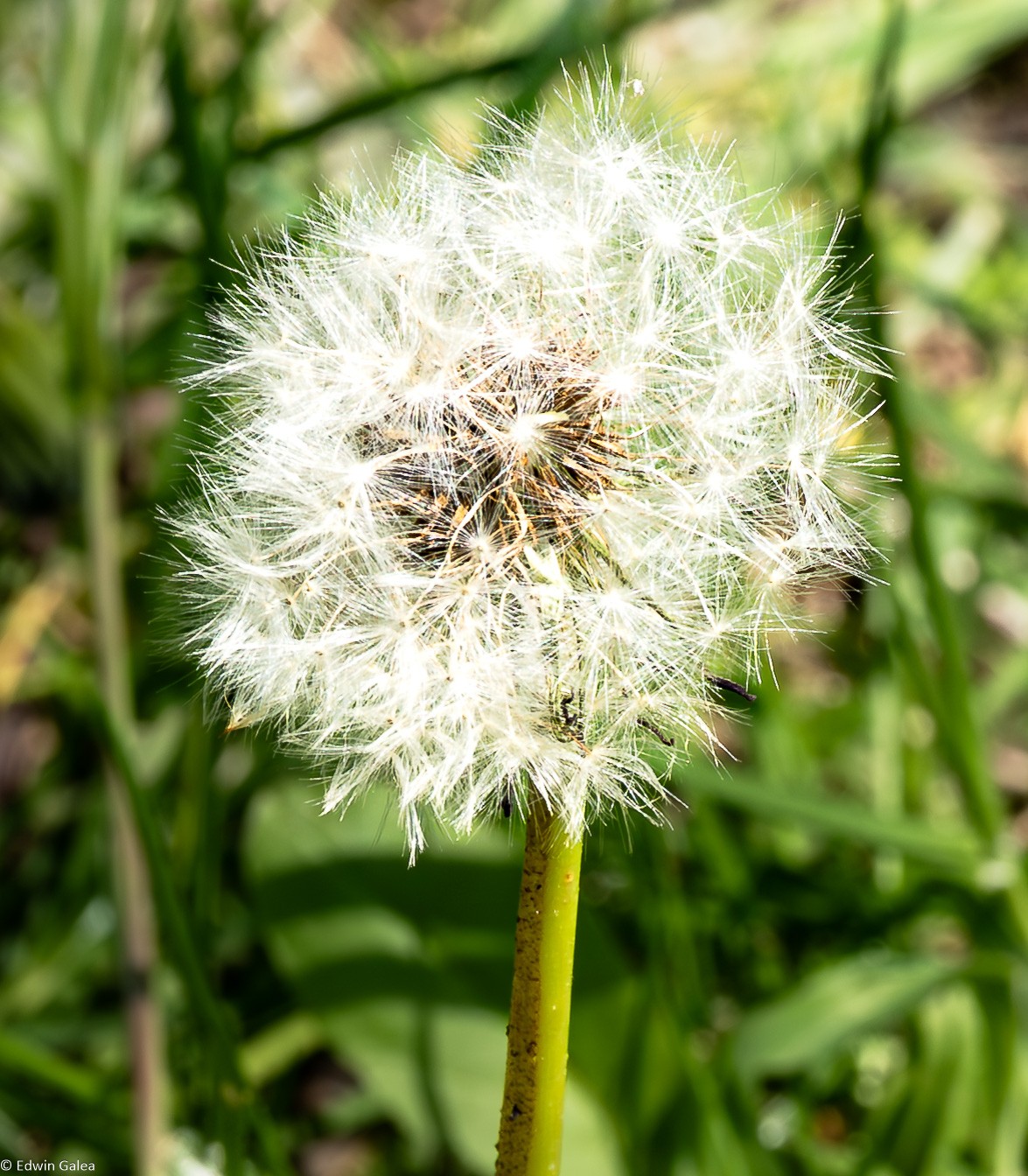 dandelion_forgetmenot-1.jpg