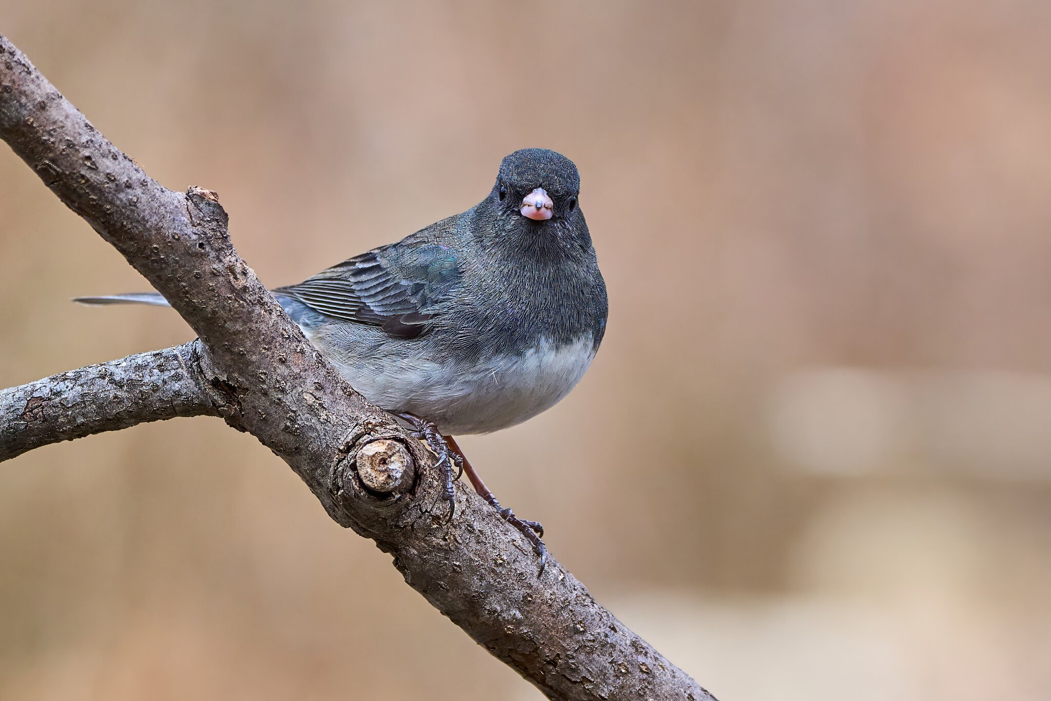 Dark-Eyed Junco - Ashland - 02022025 - 06 - DN.jpg