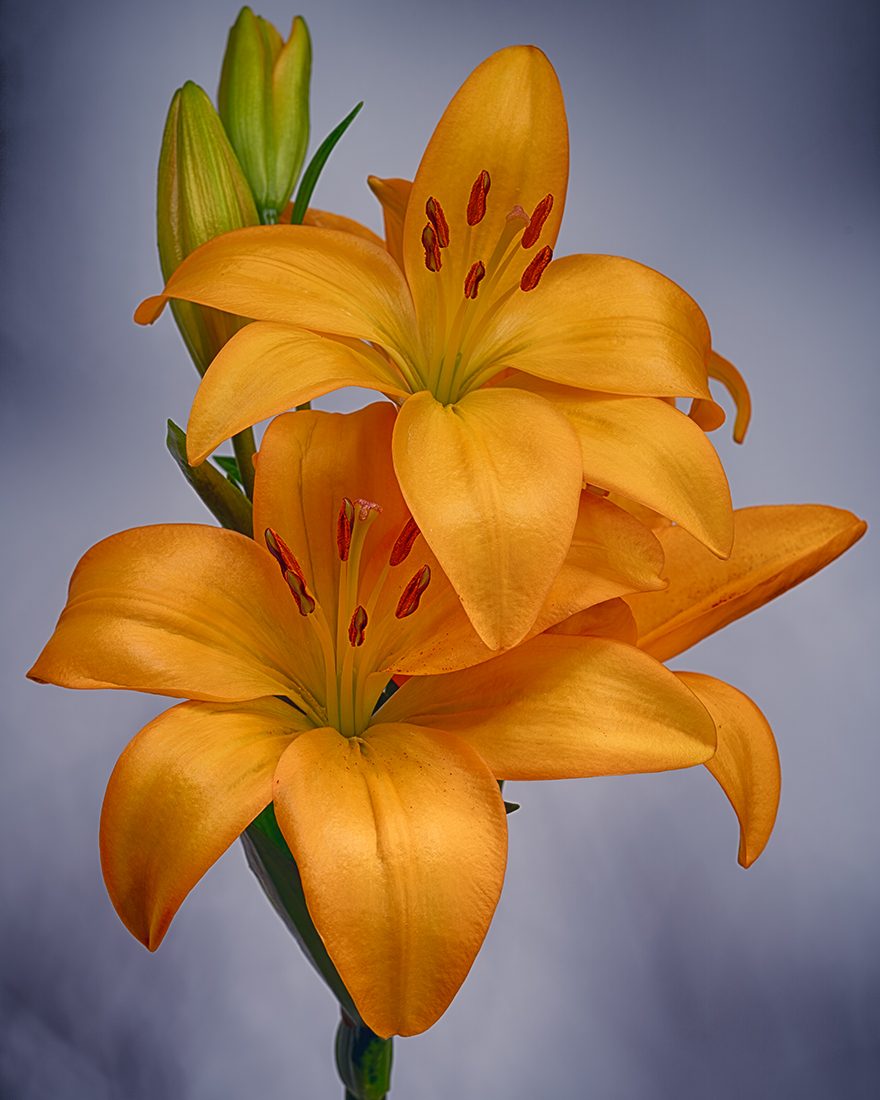 Daylilies.jpg