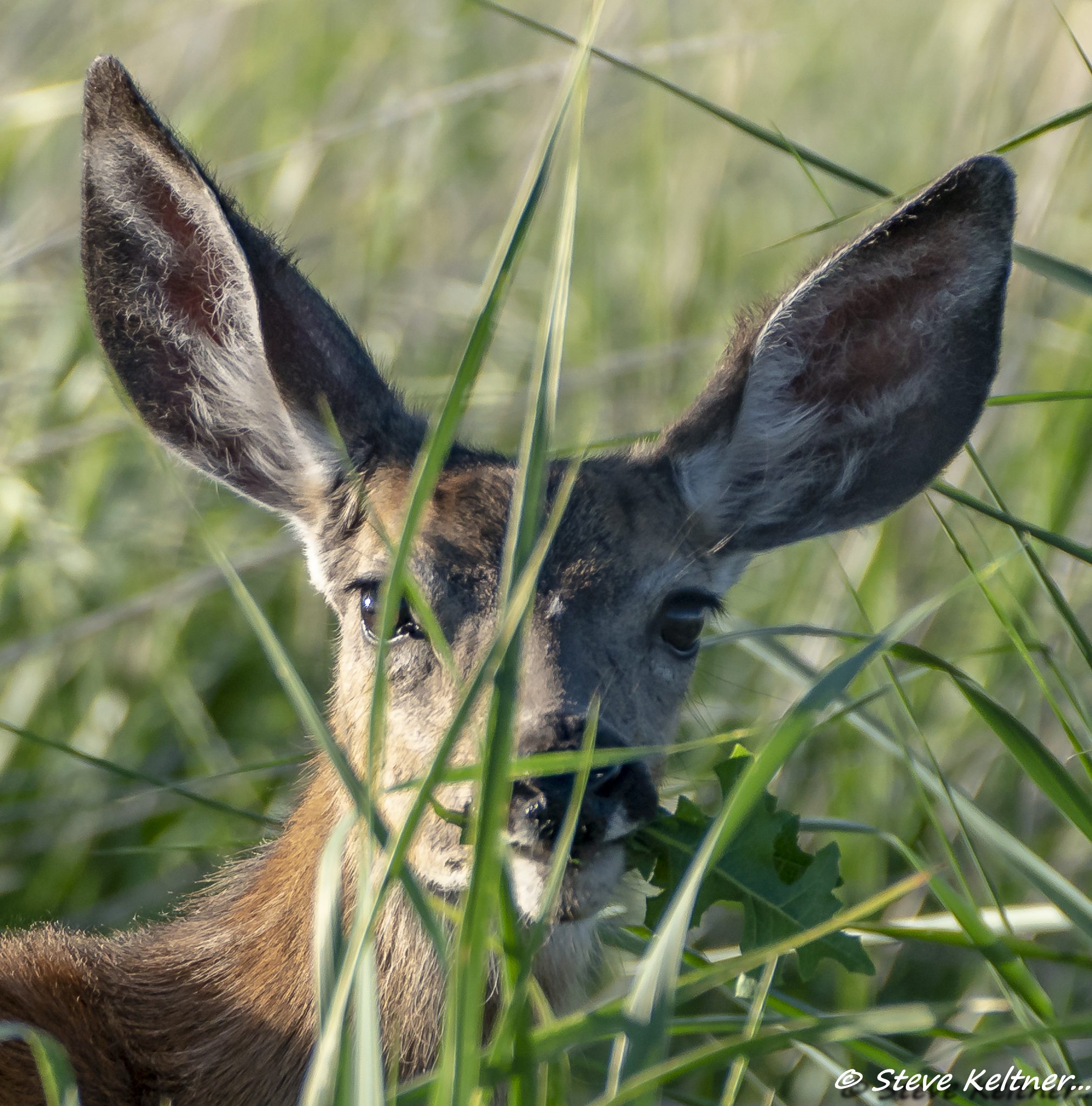 DeerCloseup052718N-2334.jpg