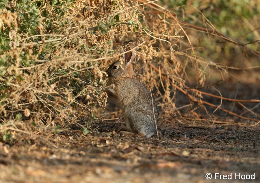 desert cottontail S5345.JPG