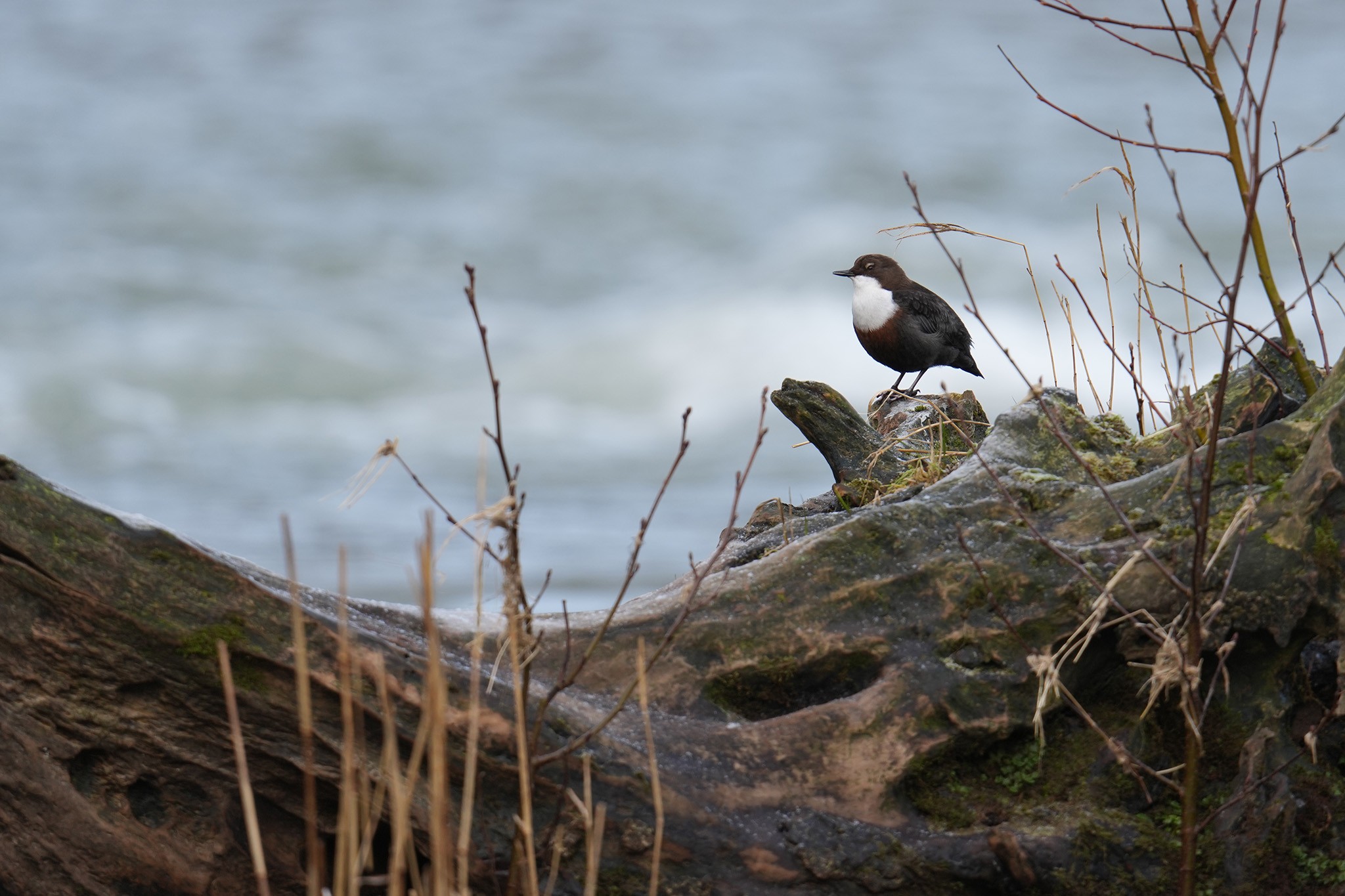 Dipper-DSC05039-2048px.jpg