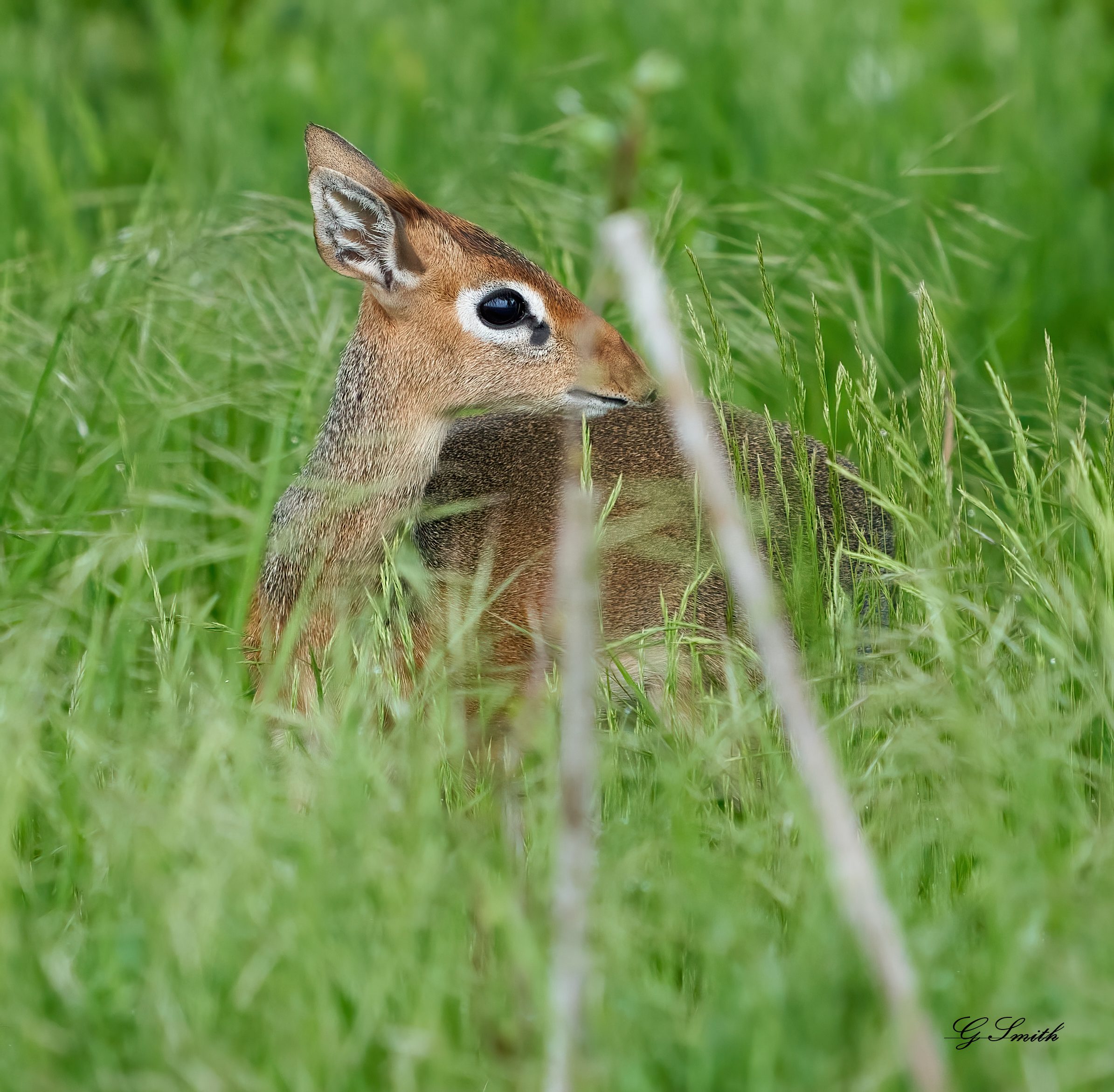 dirks antelope.jpg