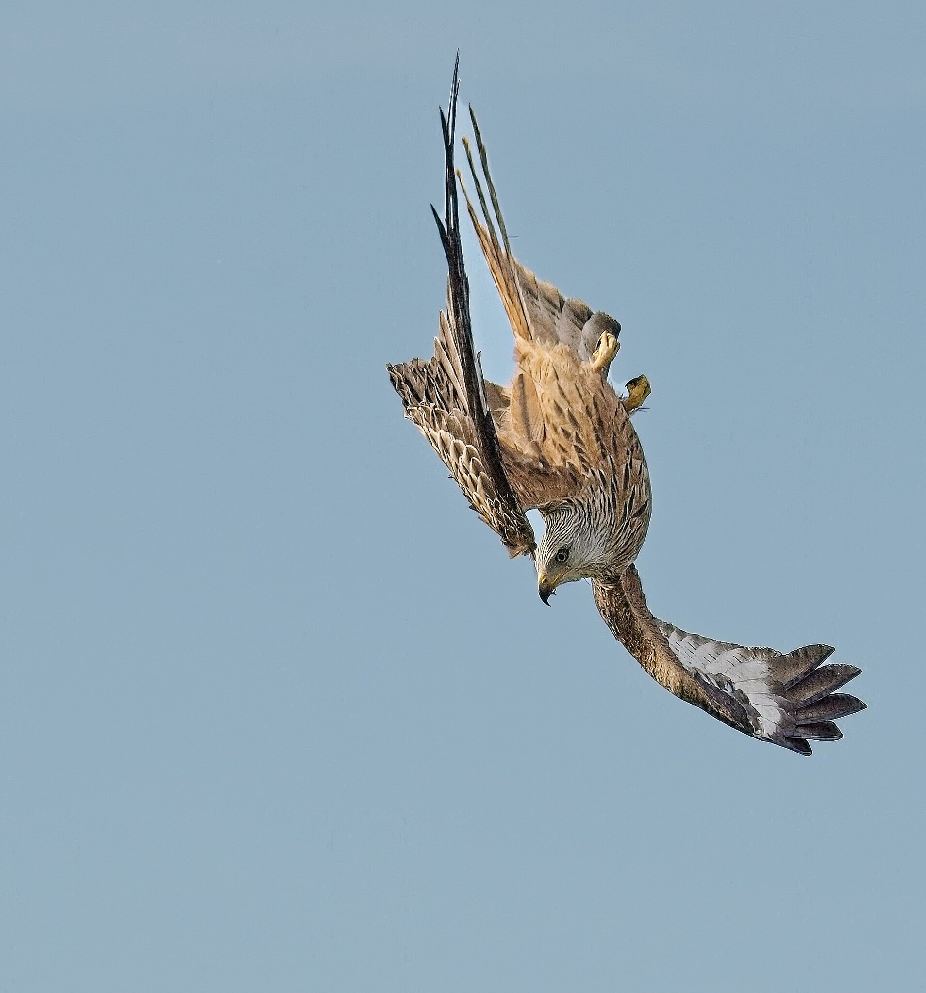 Diving Red Kite.jpg