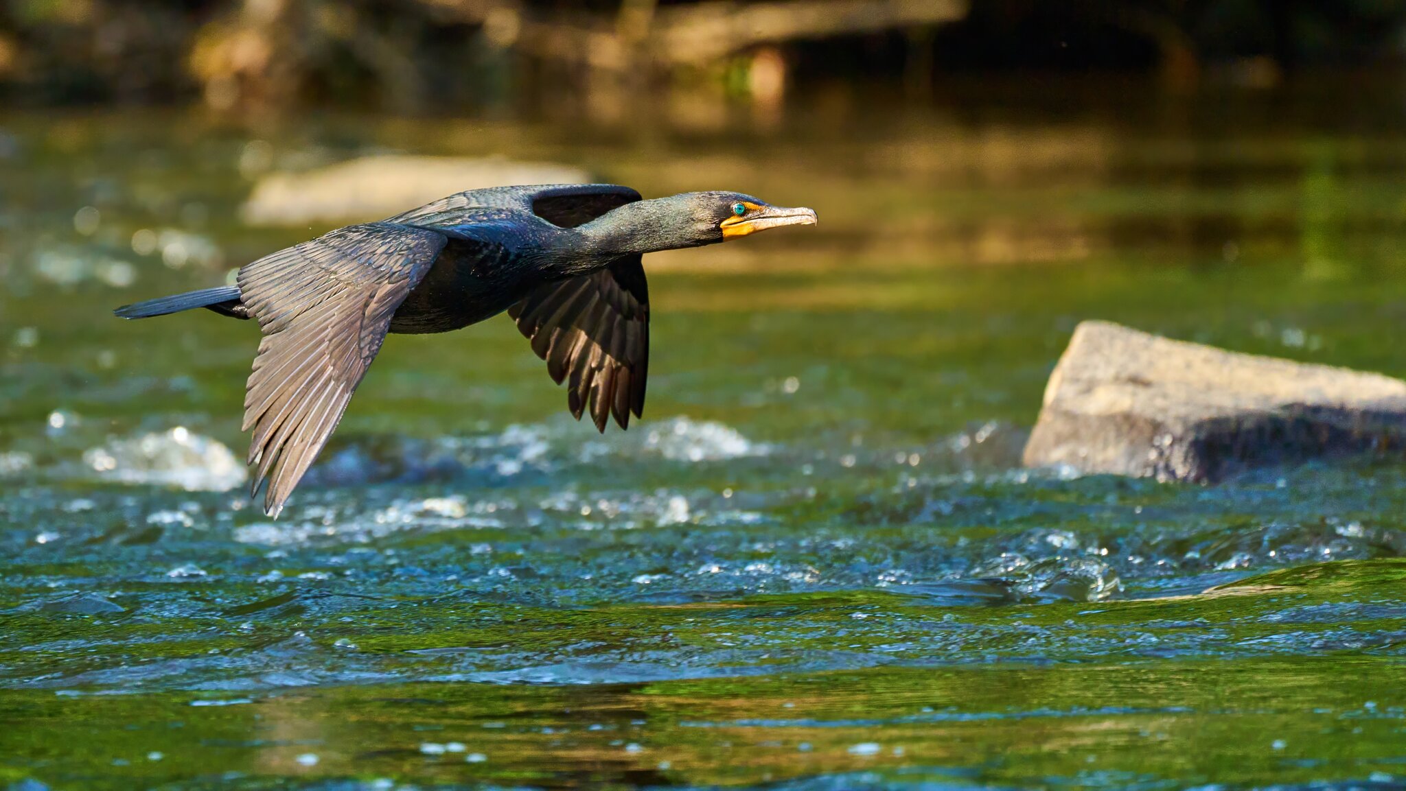 Double-Crested Cormorant - Brandywine - 06182023 - 08- DN.jpg