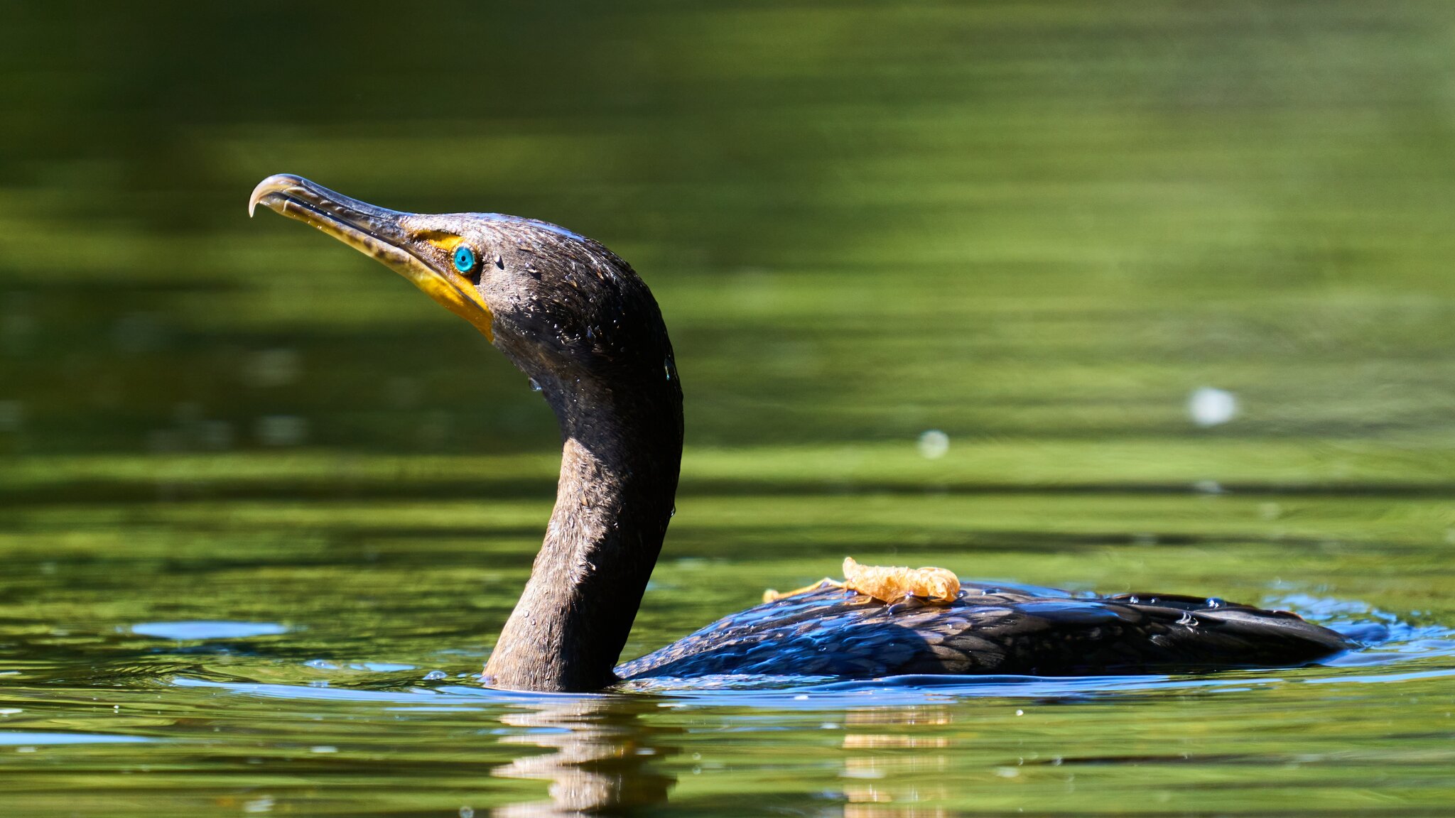 Double-Crested Cormorant - Brandywine - 09122023 - 02- DN.jpg