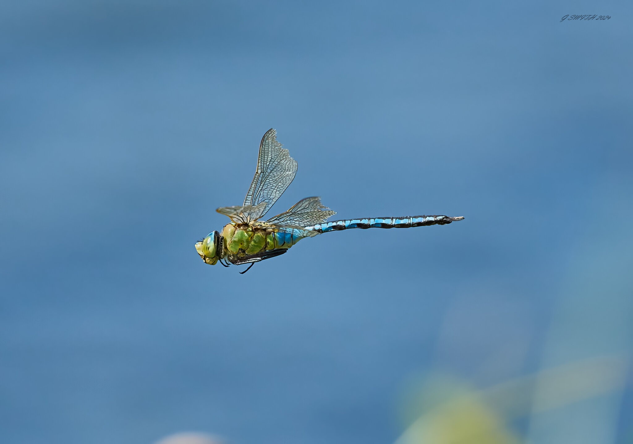 dragonfly 2024 12.jpg