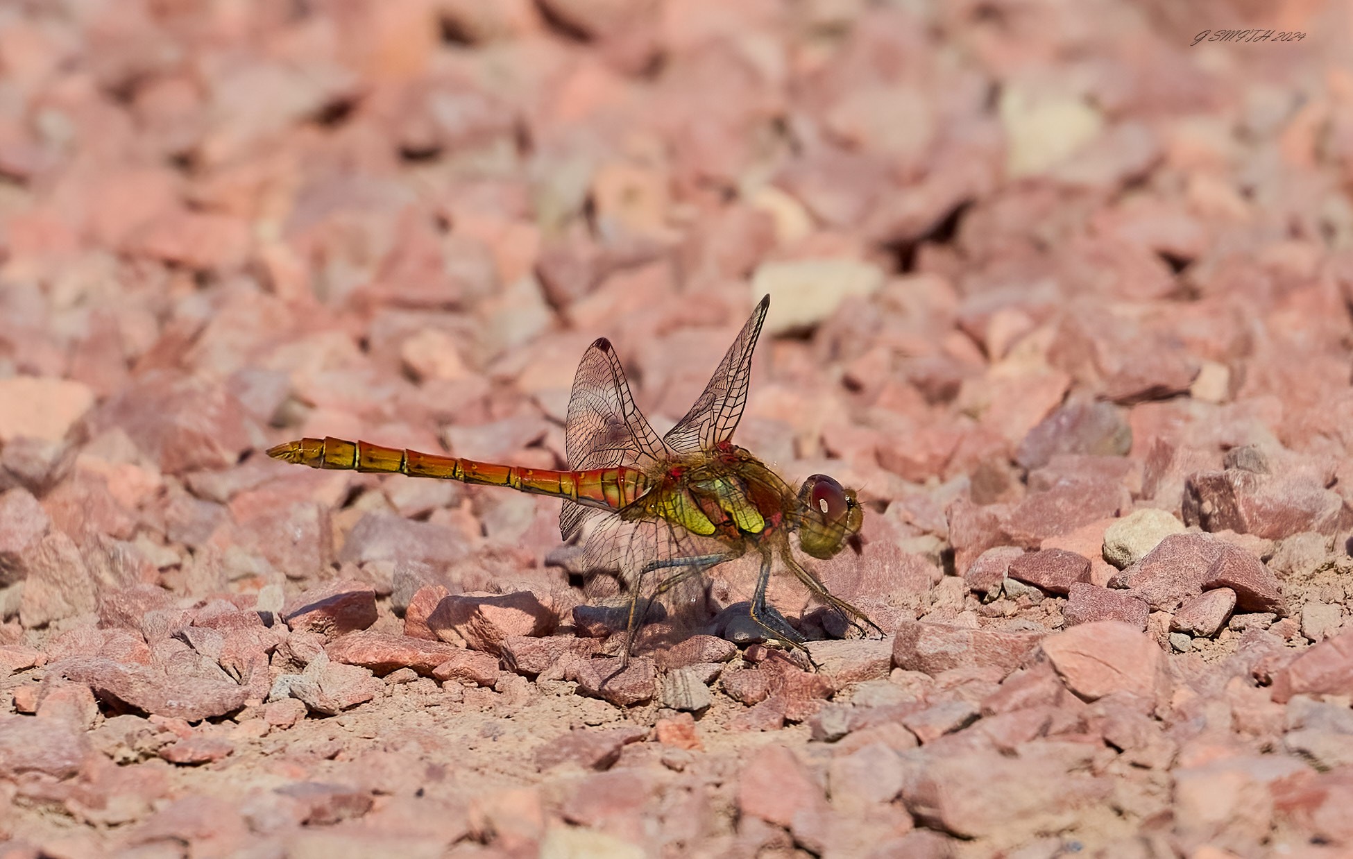 dragonfly 2024 14.jpg