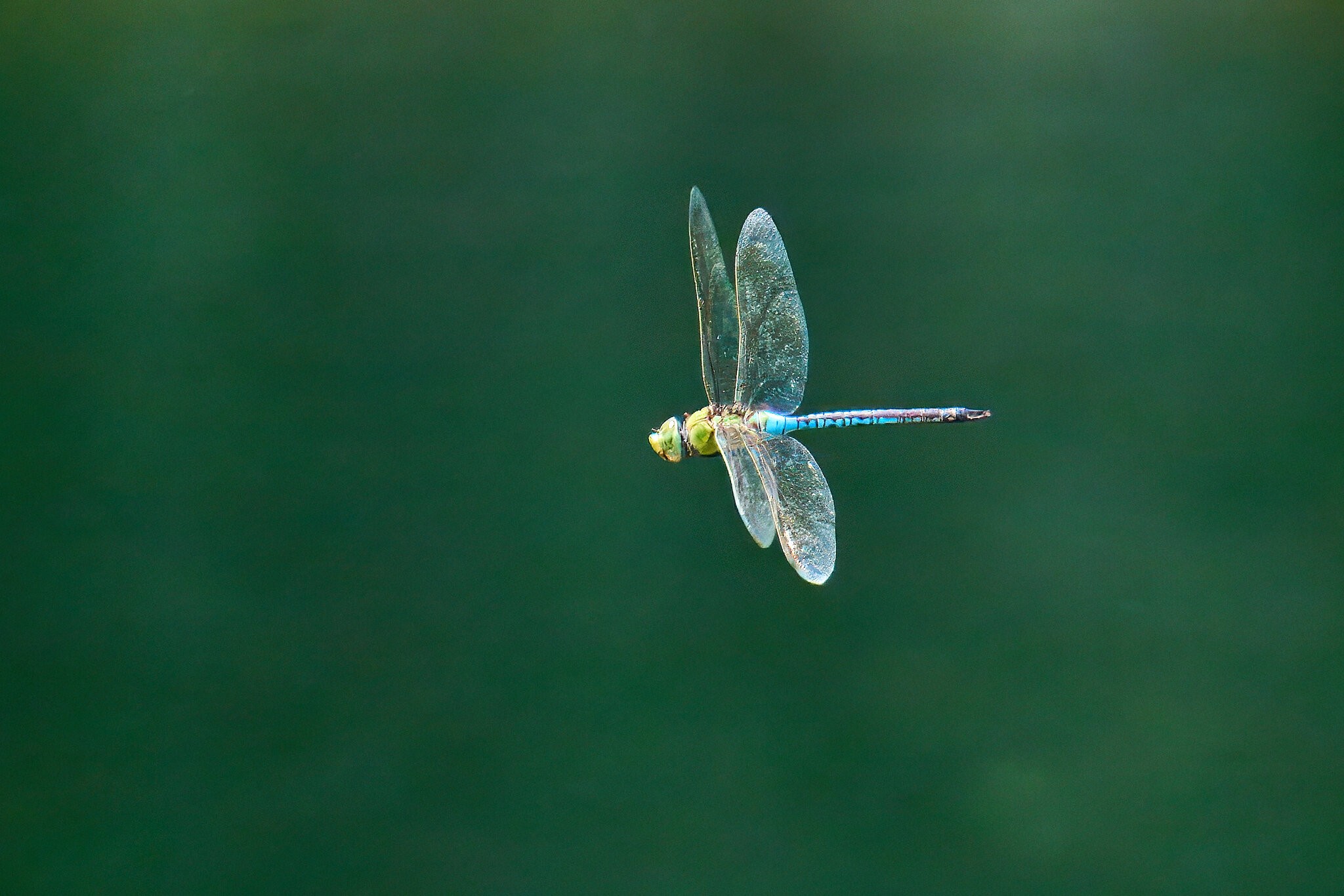 Dragonfly - Brandywine - 07132024 - 20- DN.jpg