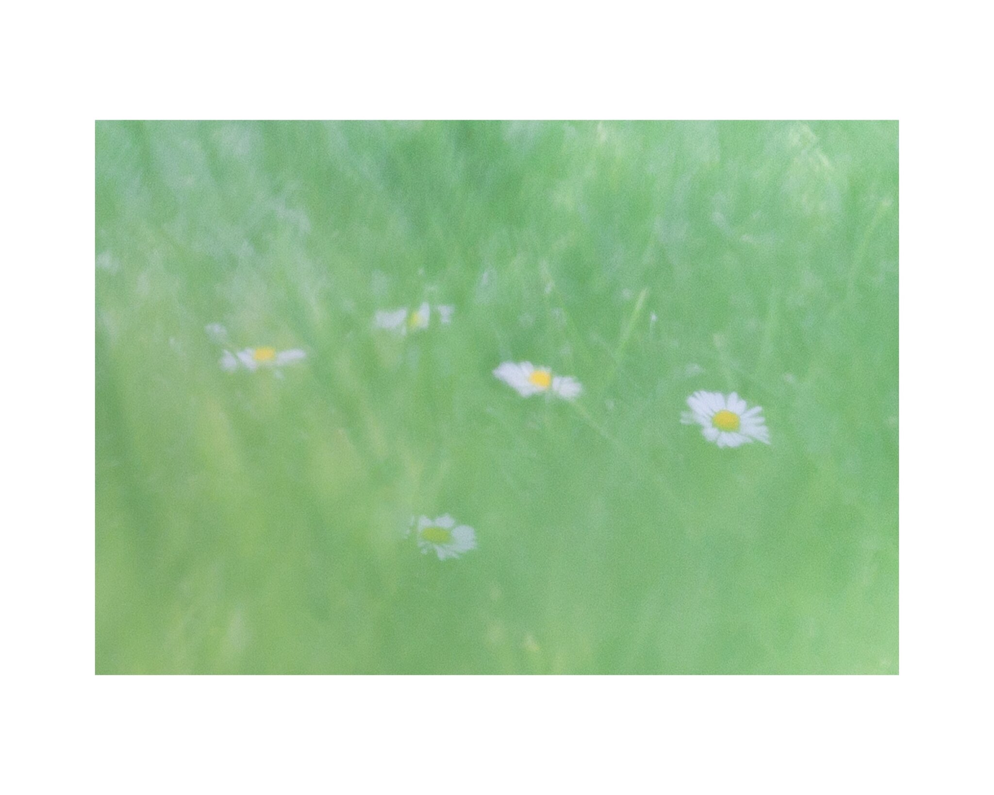 Dreamy Daisies