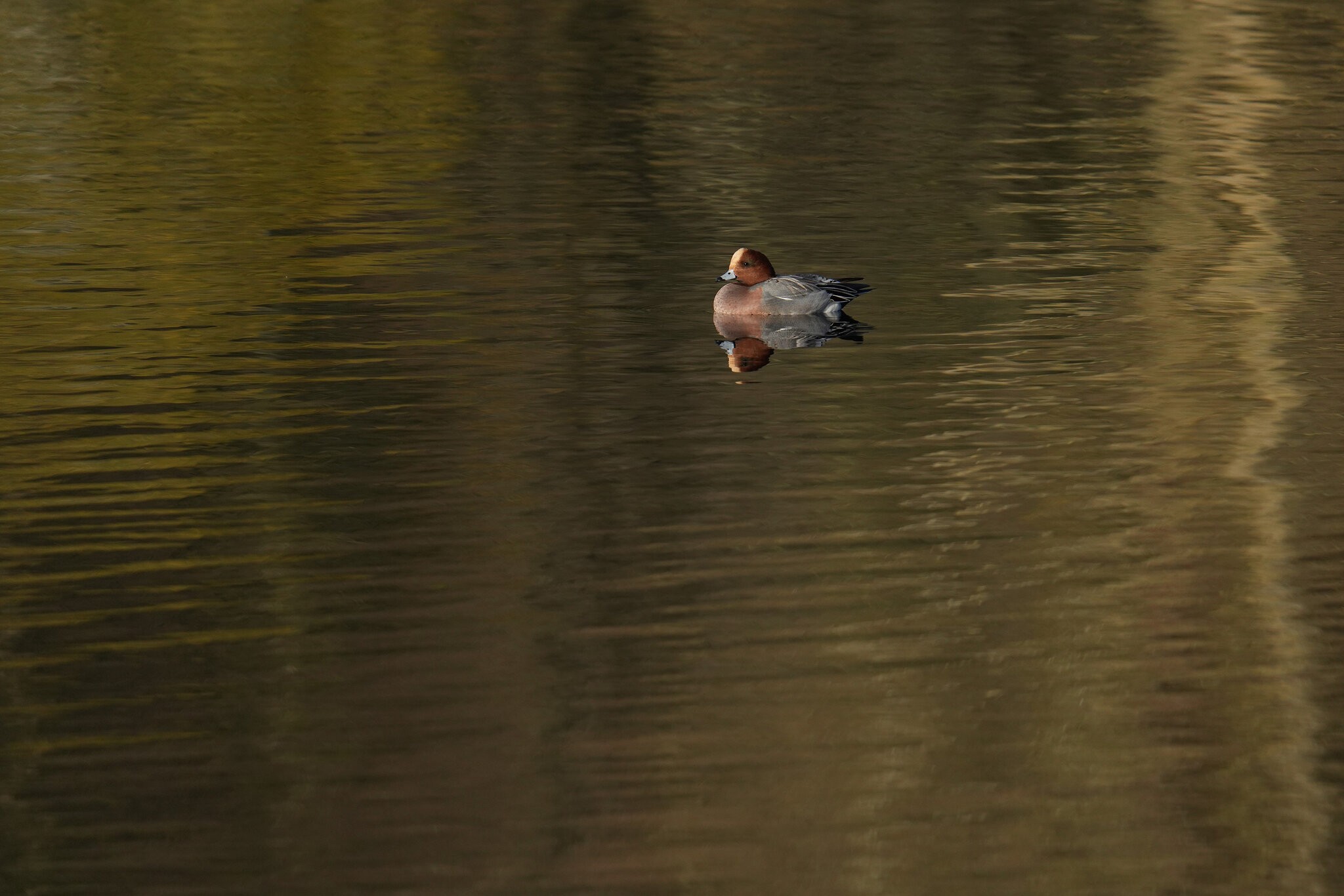 DSC00009-Wigeon-3000px.jpg