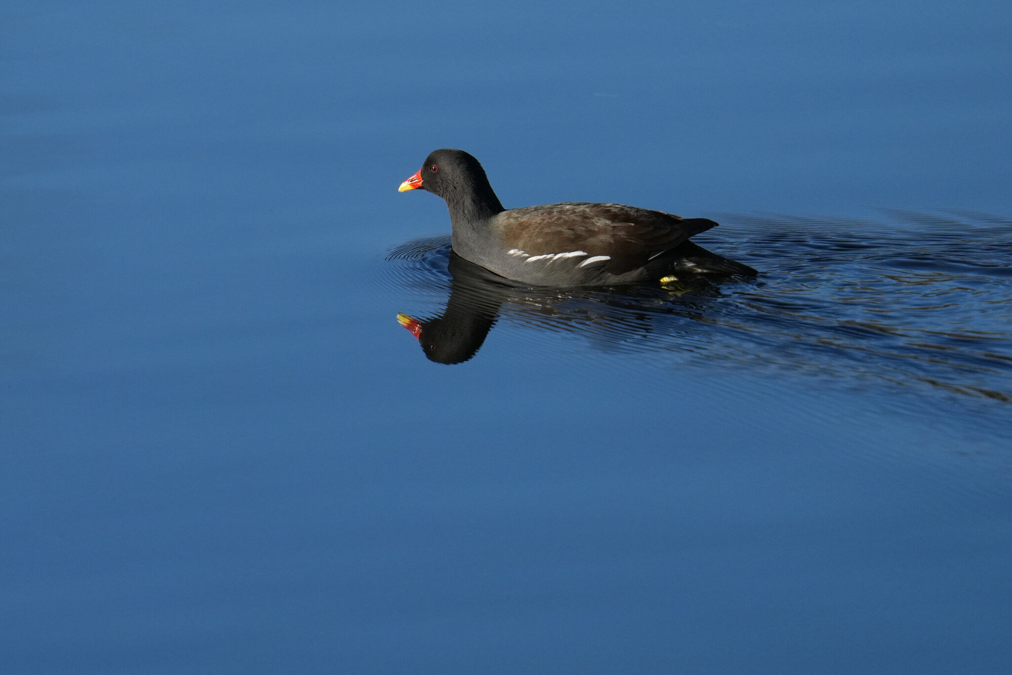 DSC000101-Moorhen-3000px.jpg