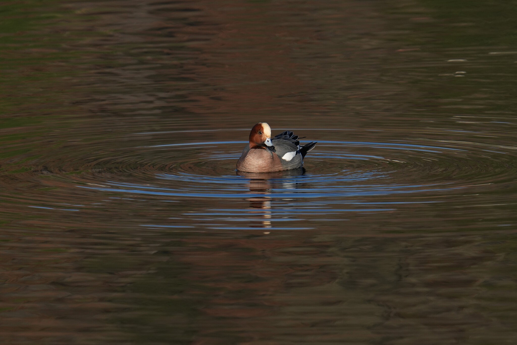 DSC00051-Wigeon2-3000px.jpg