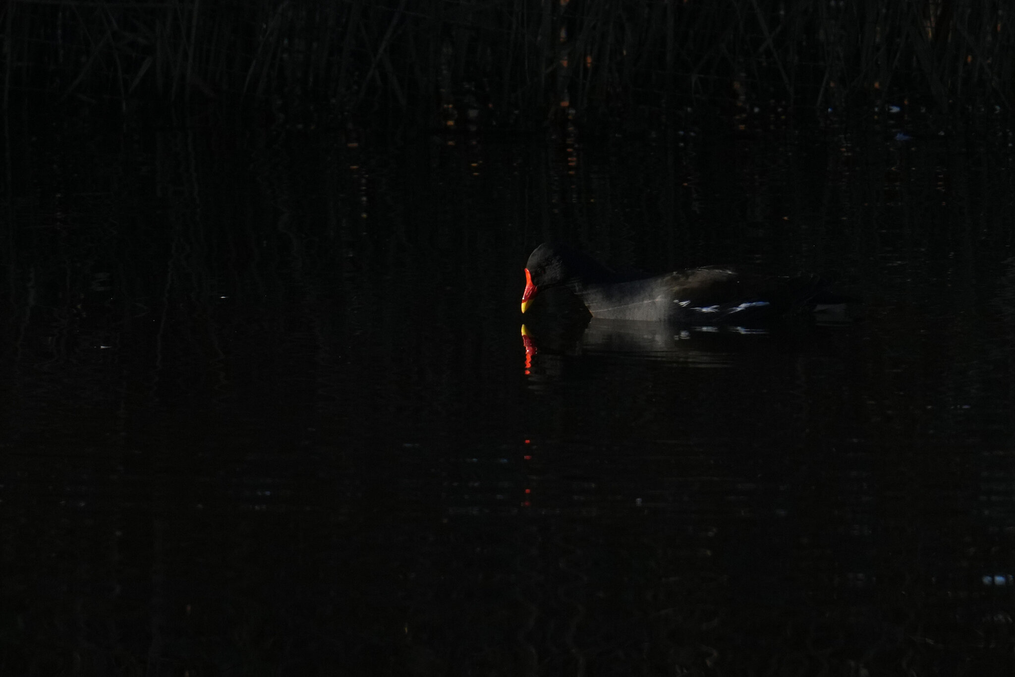 DSC00085-Moorhen-3000px.jpg