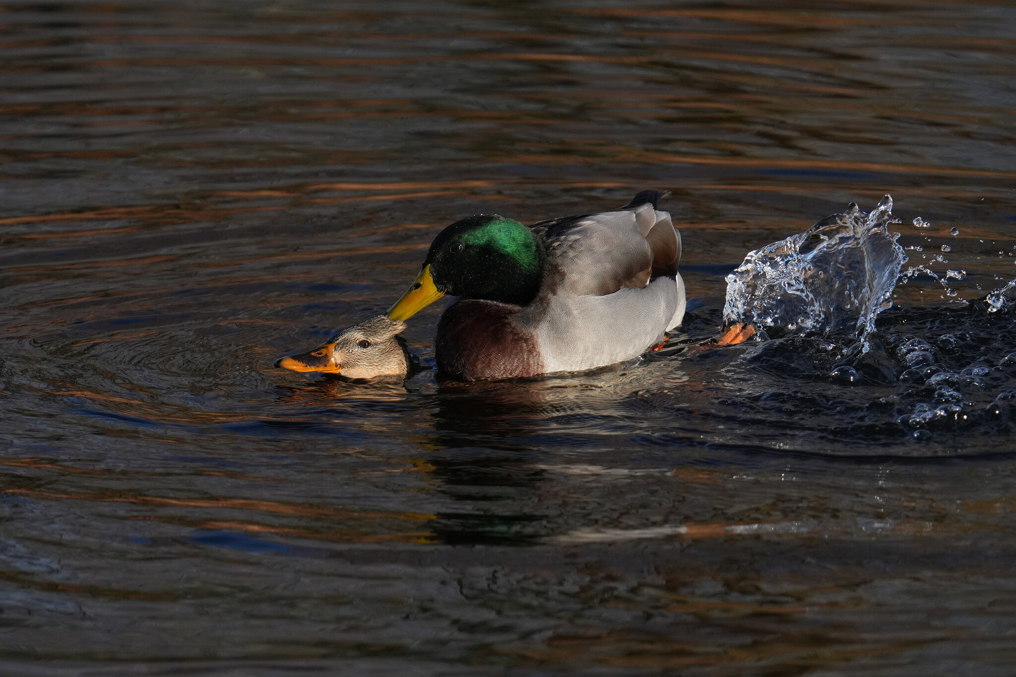 DSC00131-Mallard-3000px.jpg