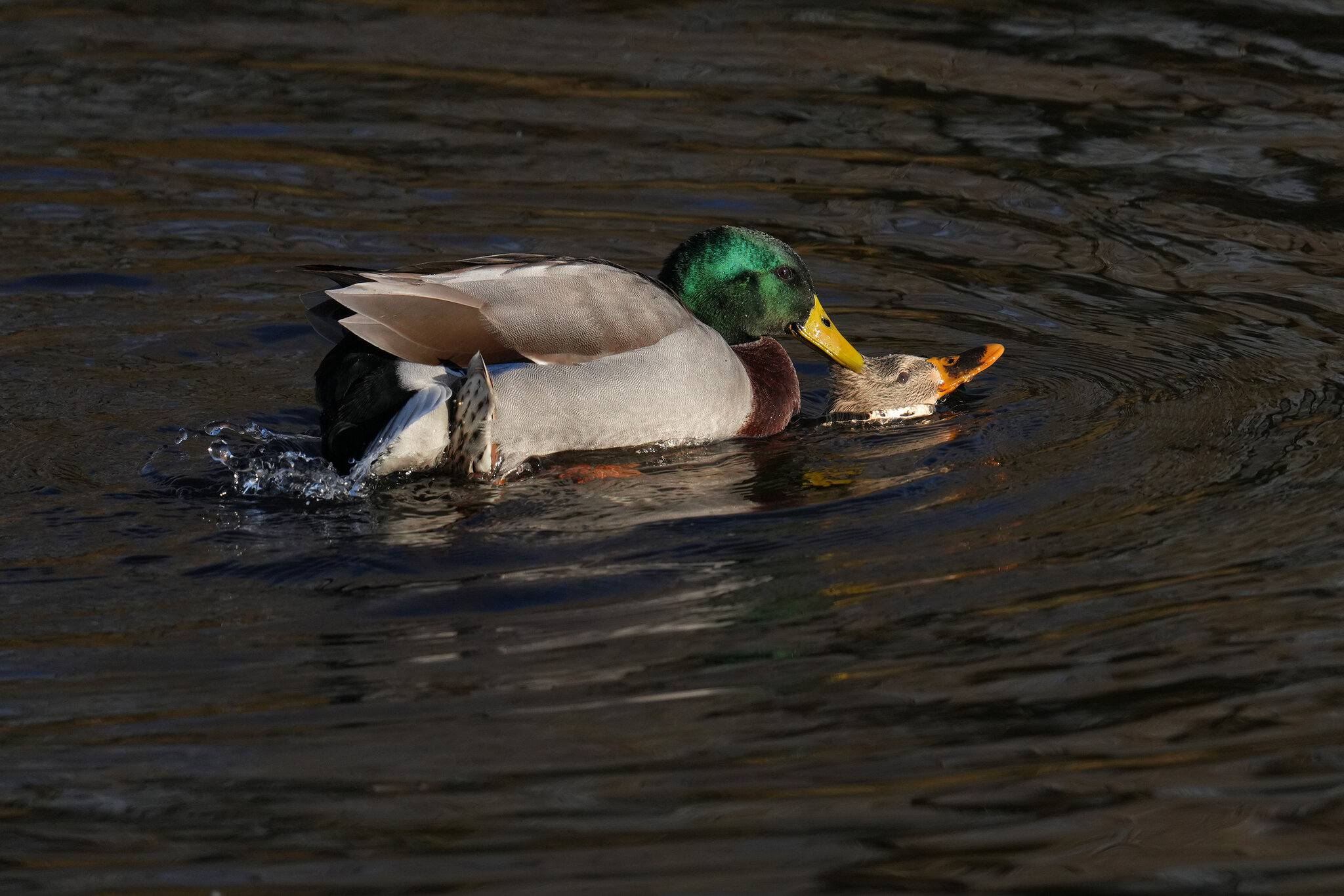 DSC00139-Mallard-3000px.jpg