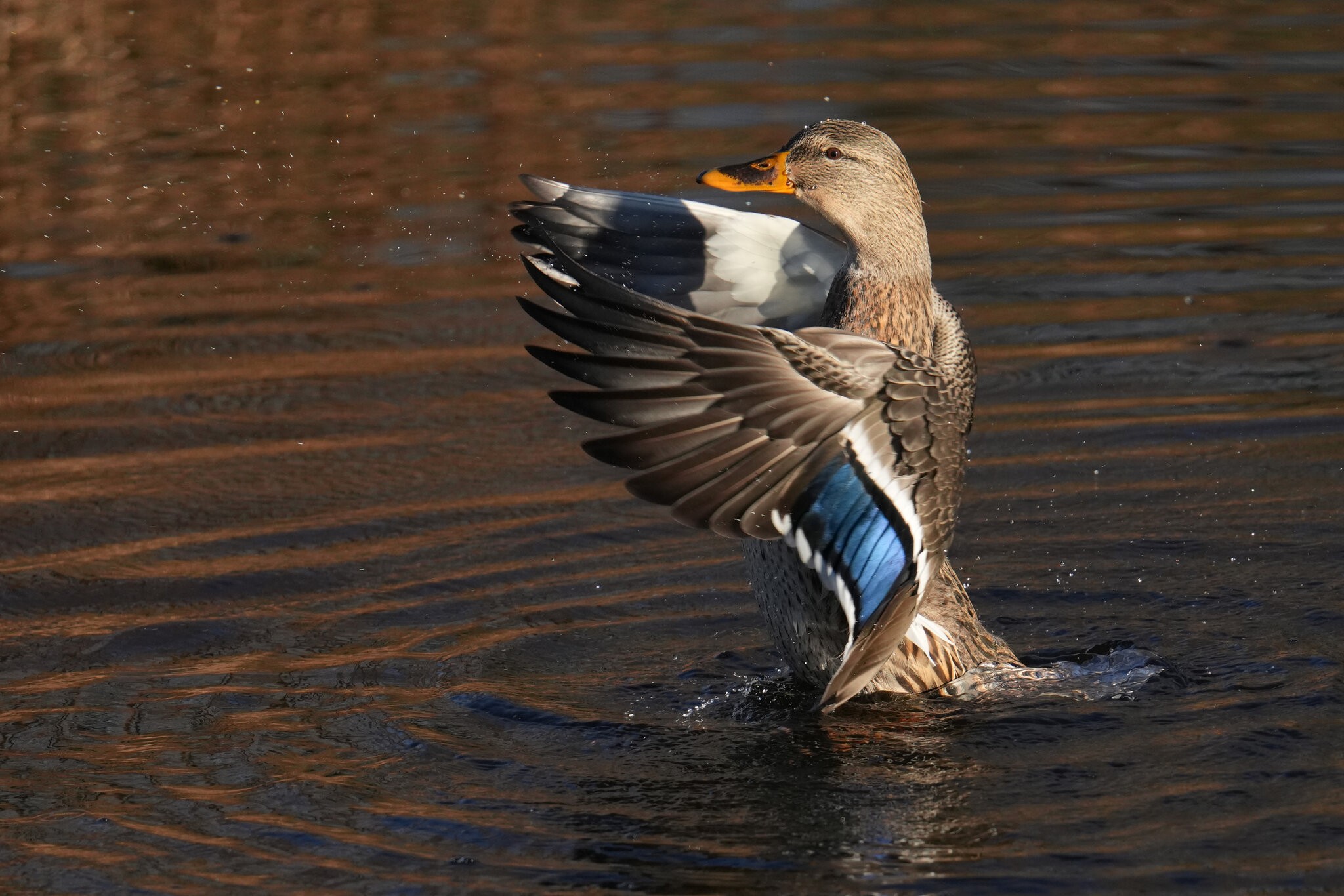 DSC00144-Mallard-3000px.jpg