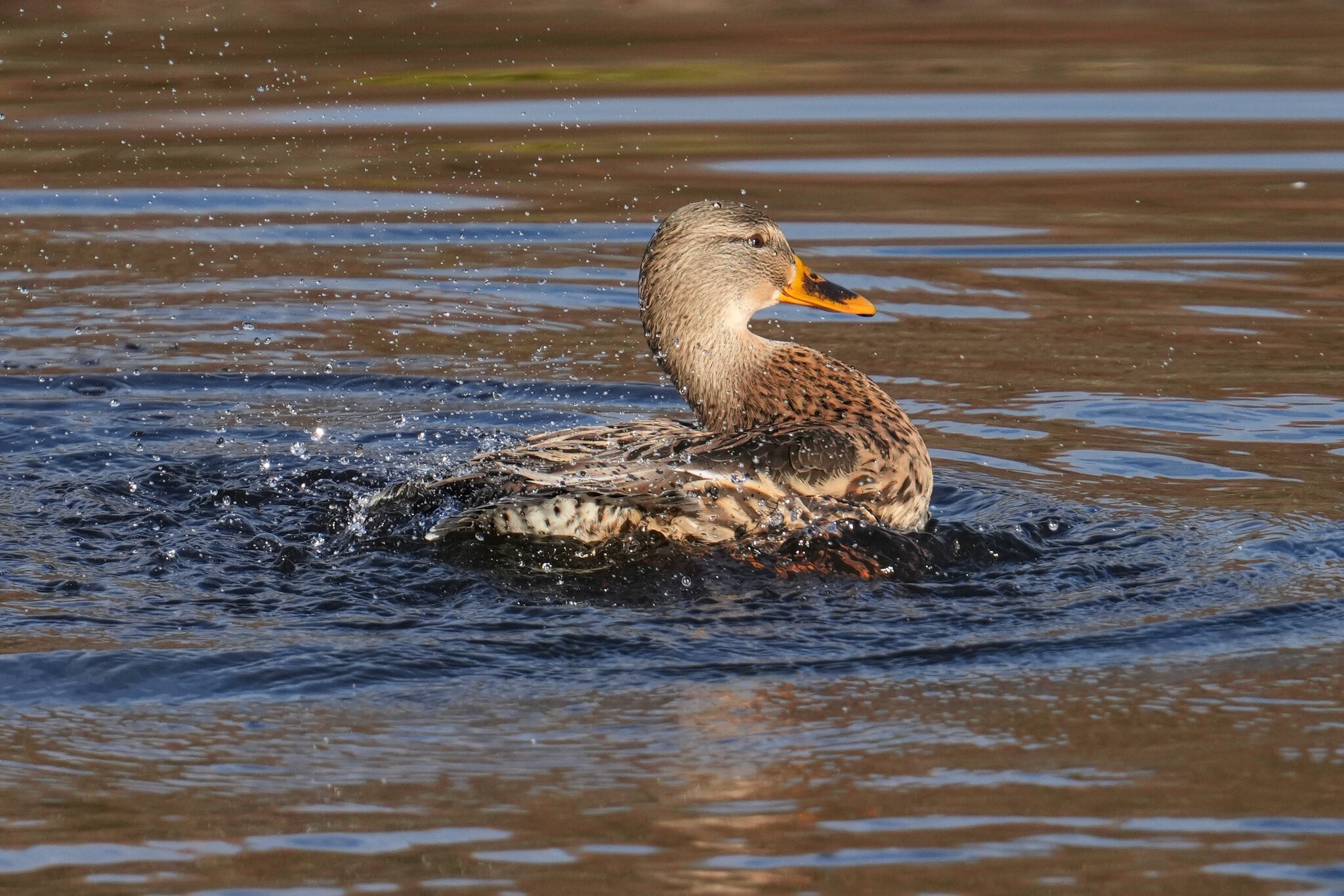 DSC00149-Mallard-3000px.jpg