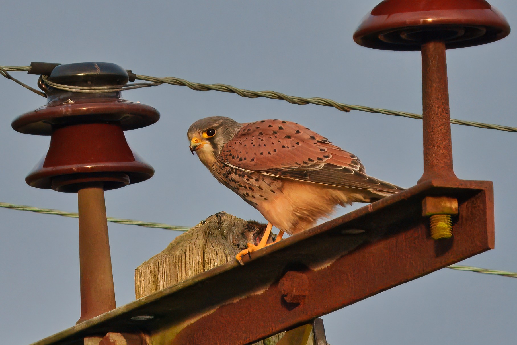 DSC00382 - Kestral.jpeg