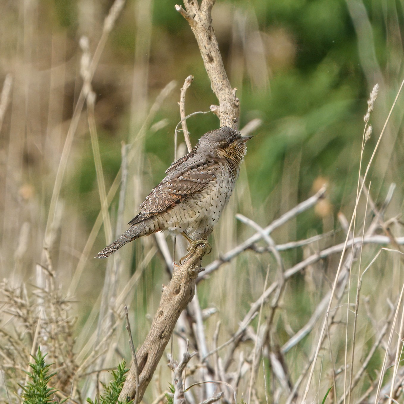 DSC00771 - Wryneck.jpeg