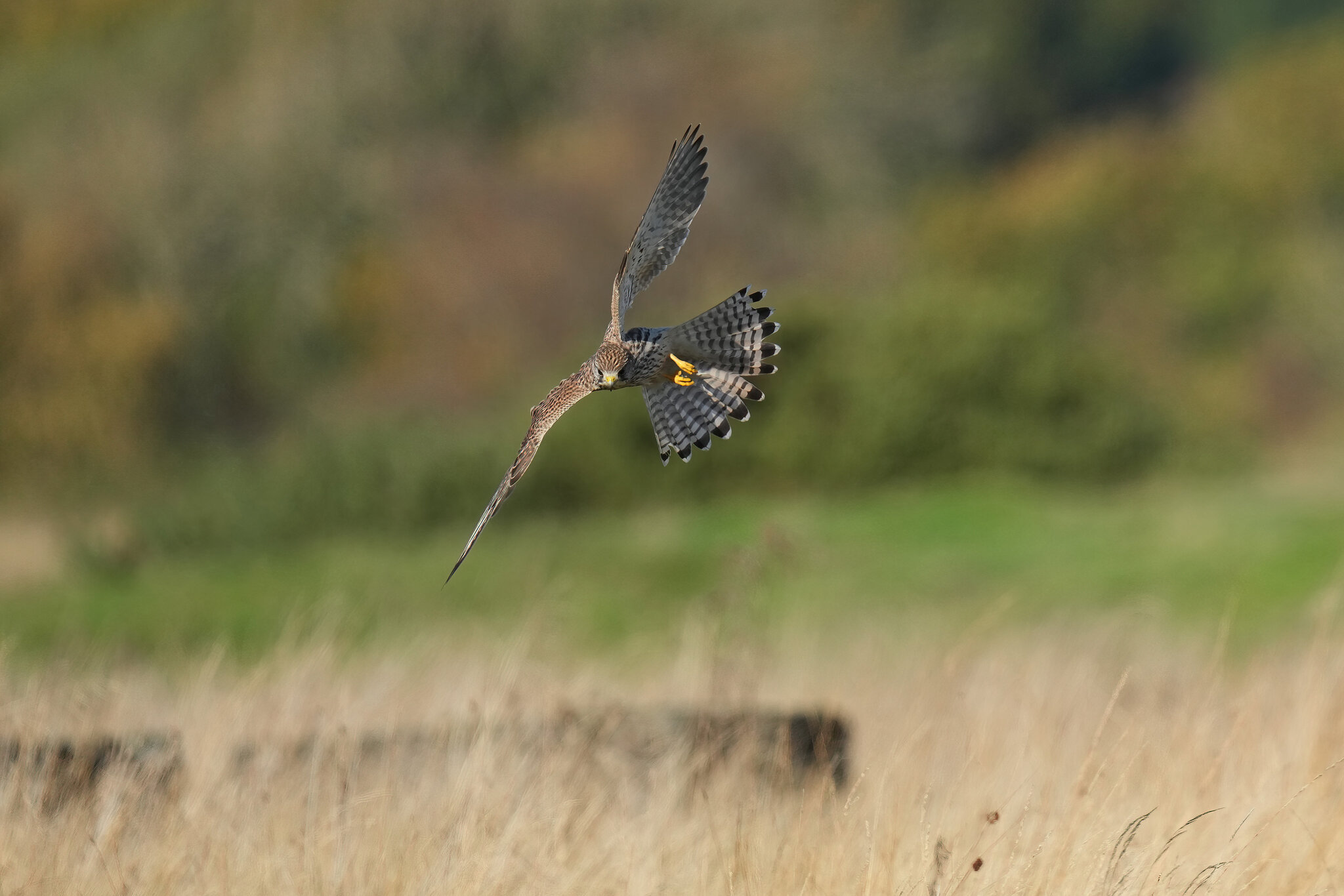 DSC01199-Kestrel-3000px.jpg