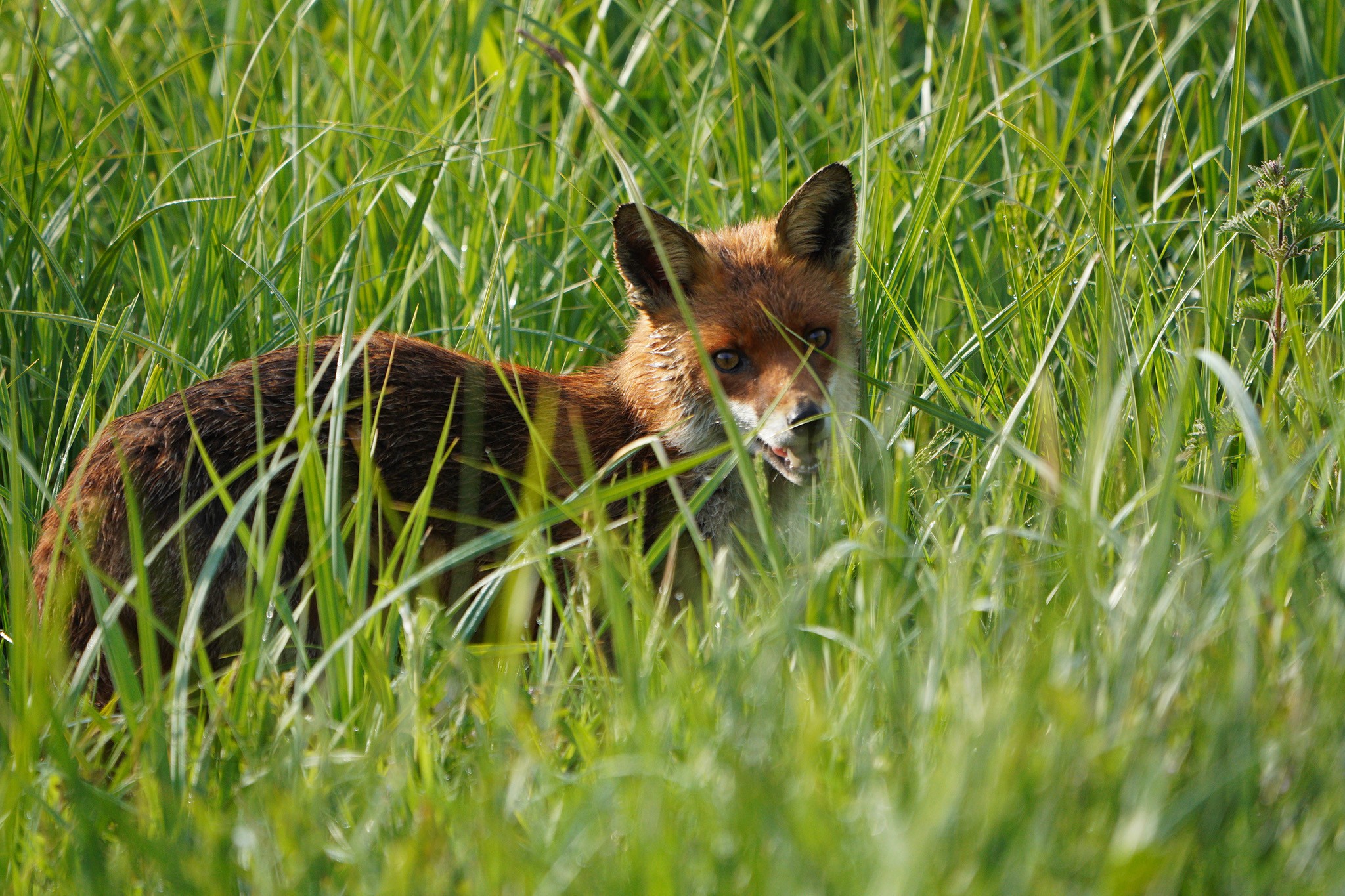 DSC01301-Fox-2048px.jpg