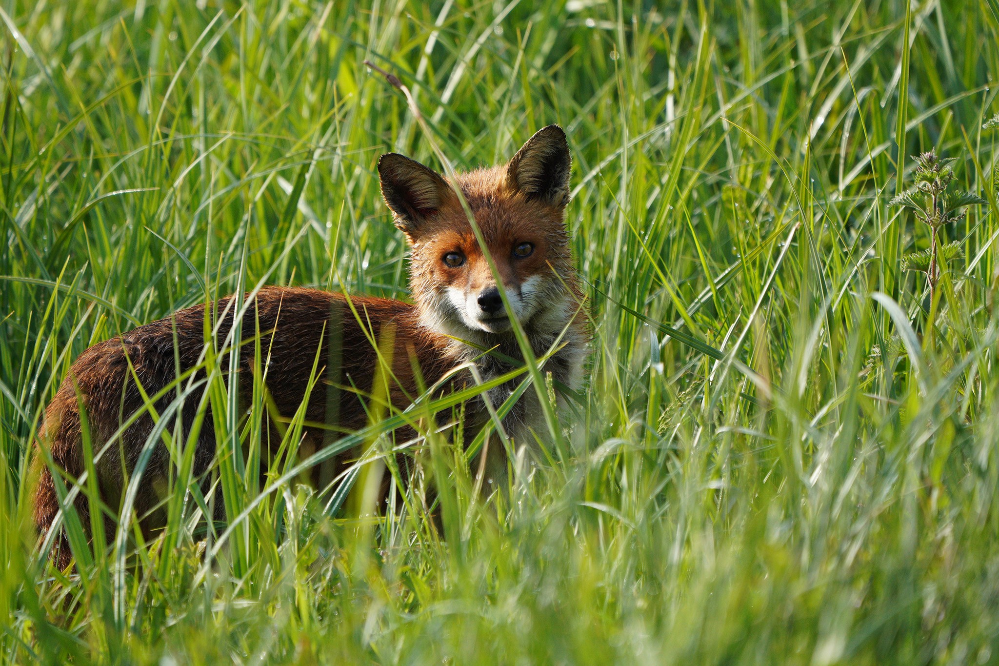 DSC01306-Fox-2048px.jpg