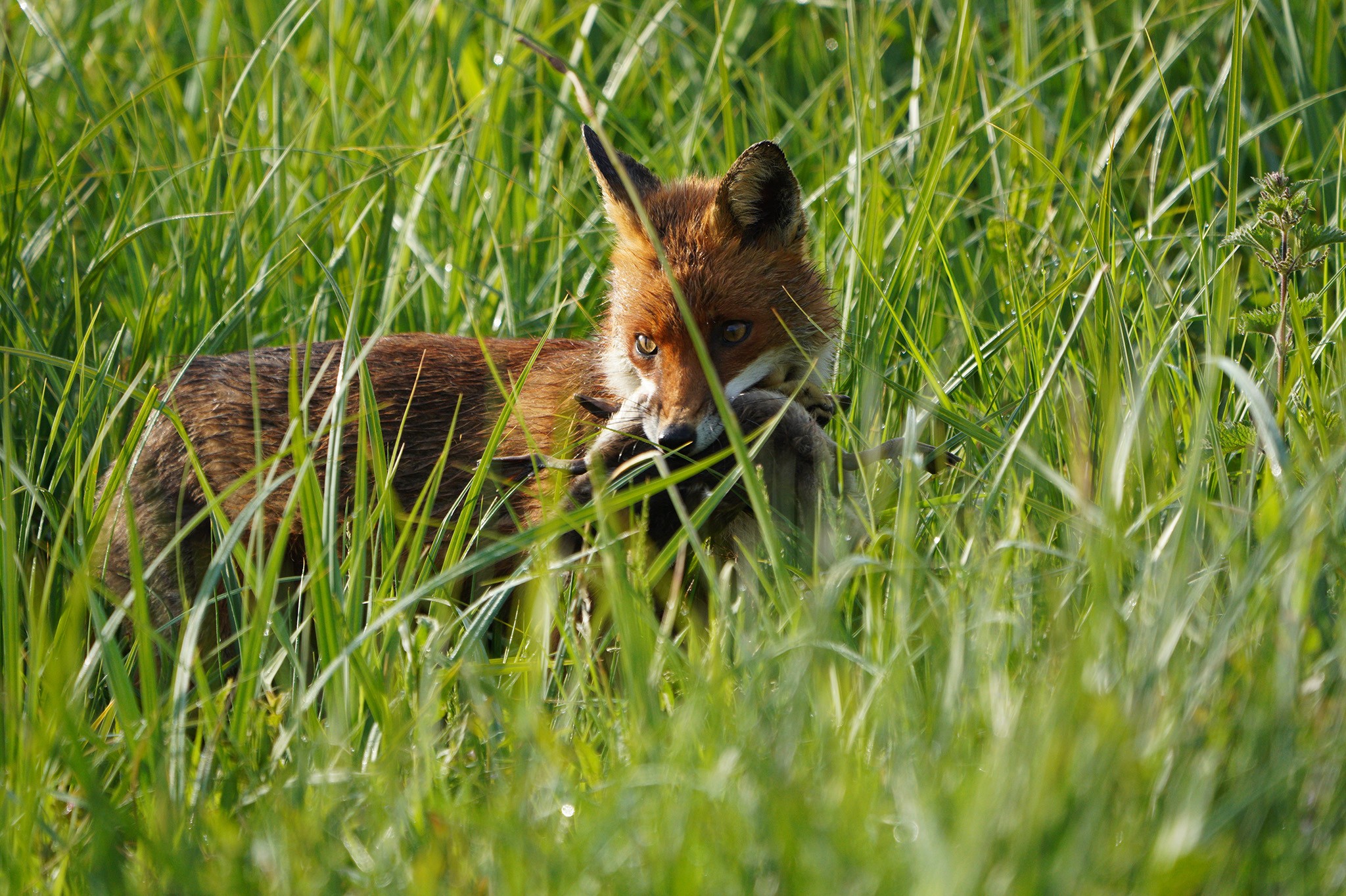 DSC01320-Fox-2048px.jpg