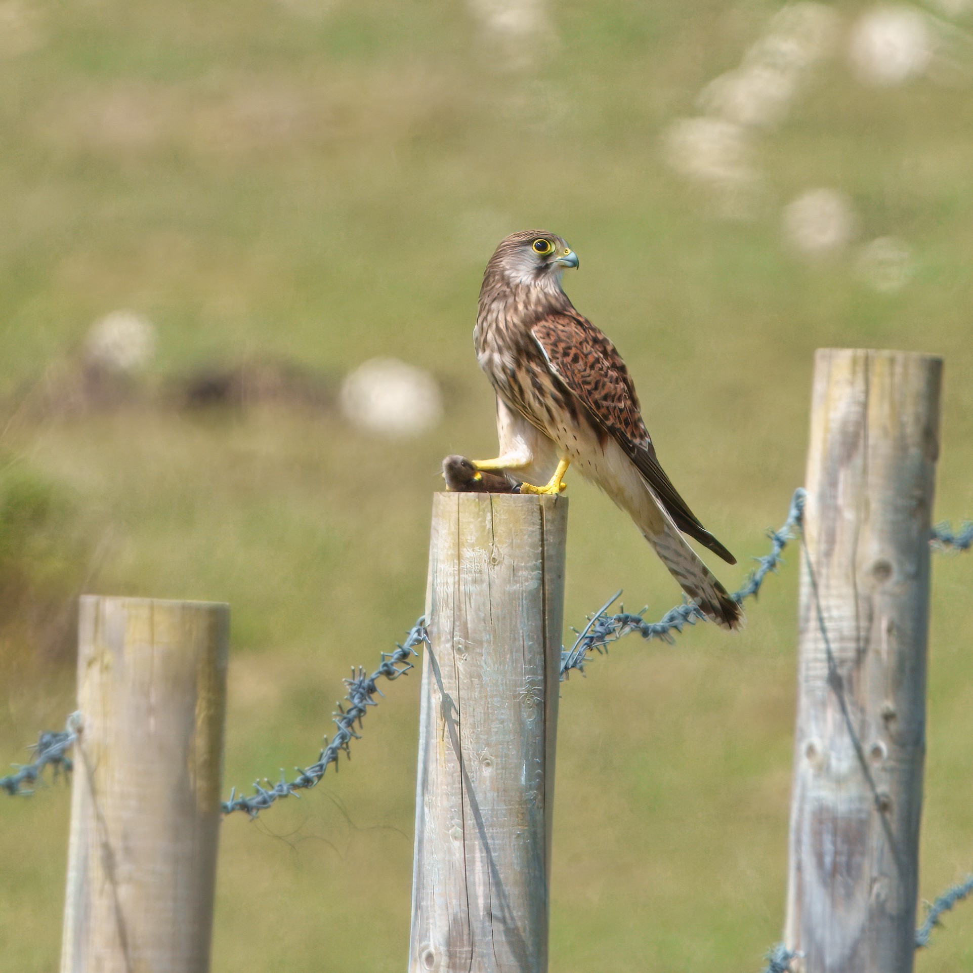 DSC01678 - Kestral.jpeg