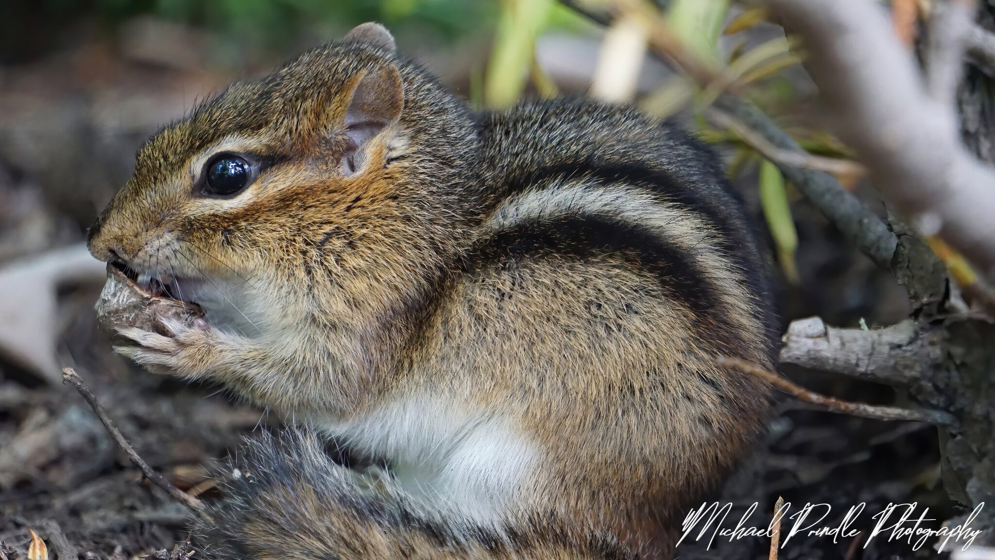 DSC02082 Chipmunk-Lunchtime sign.jpg