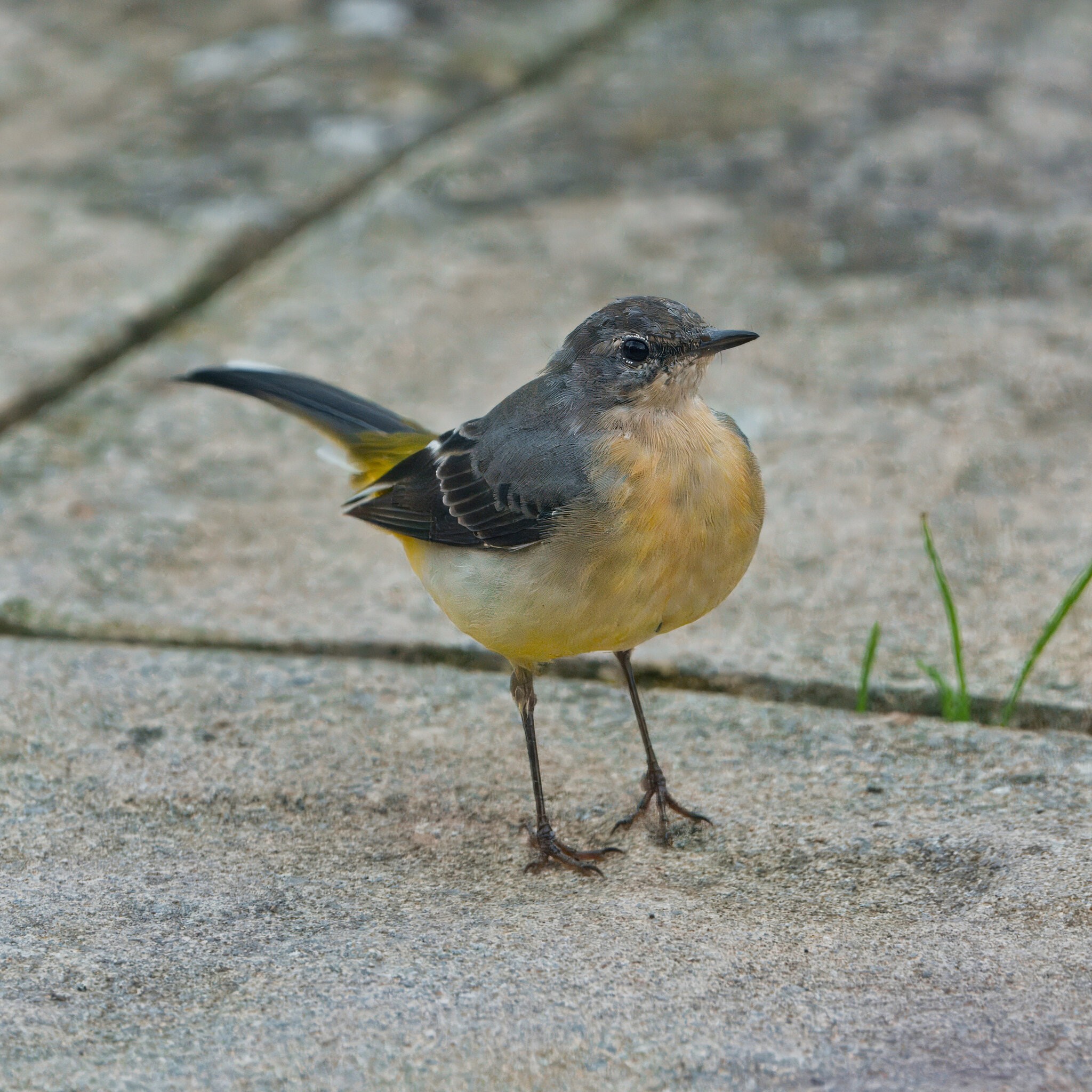 DSC02328 - Grey Wagtail.jpeg