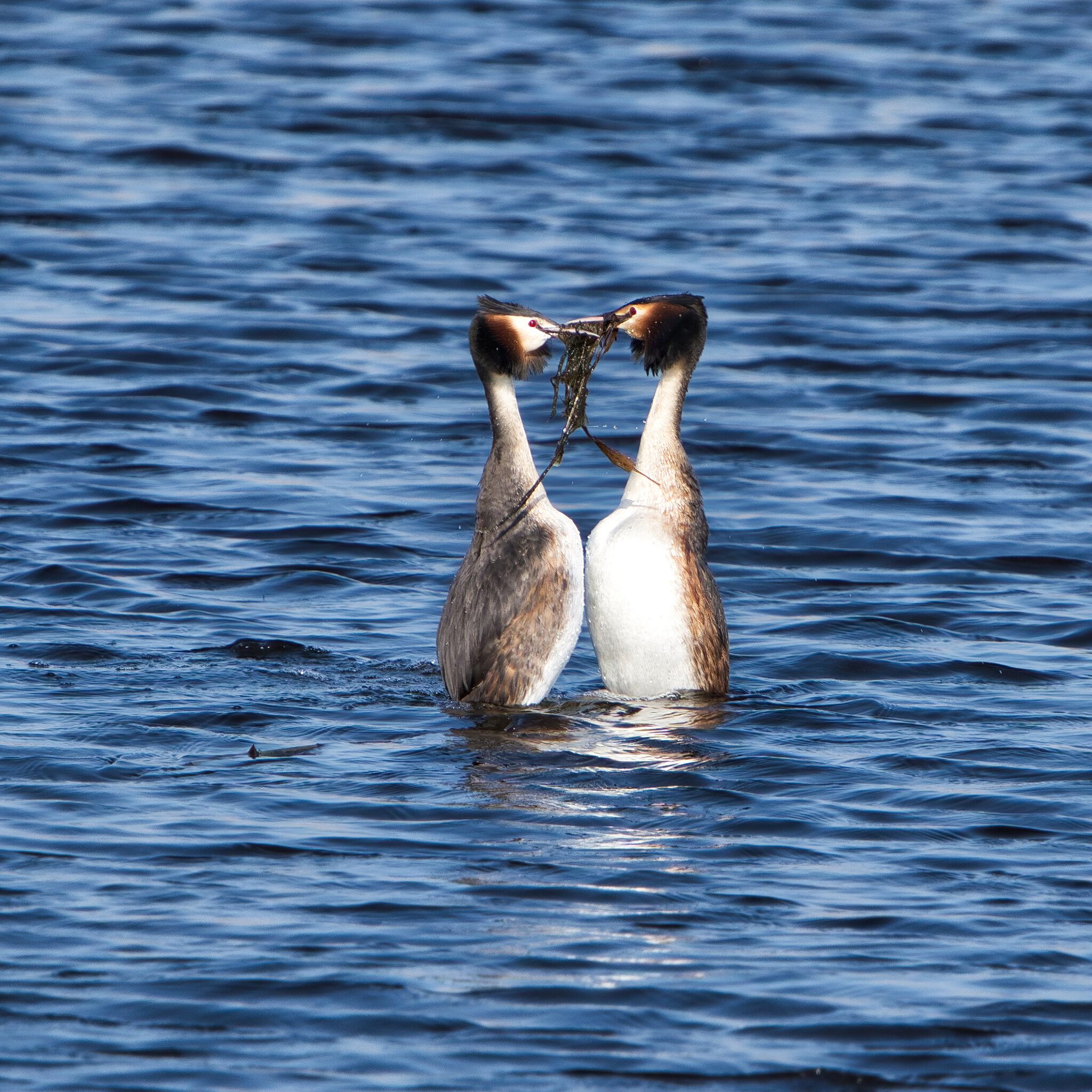 DSC02642 -Great Crested Grebes.jpeg