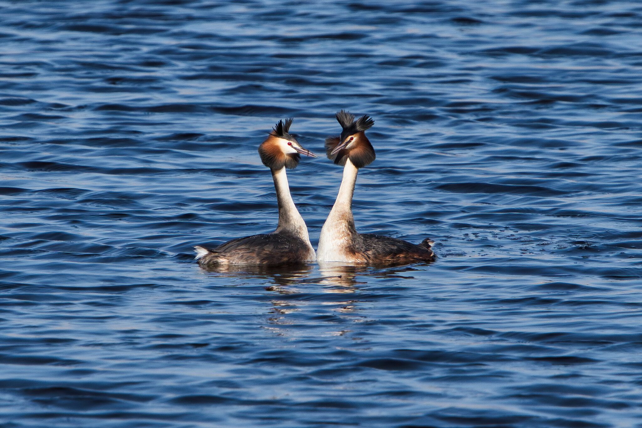 DSC02662 - Great Crested Grebes.jpeg