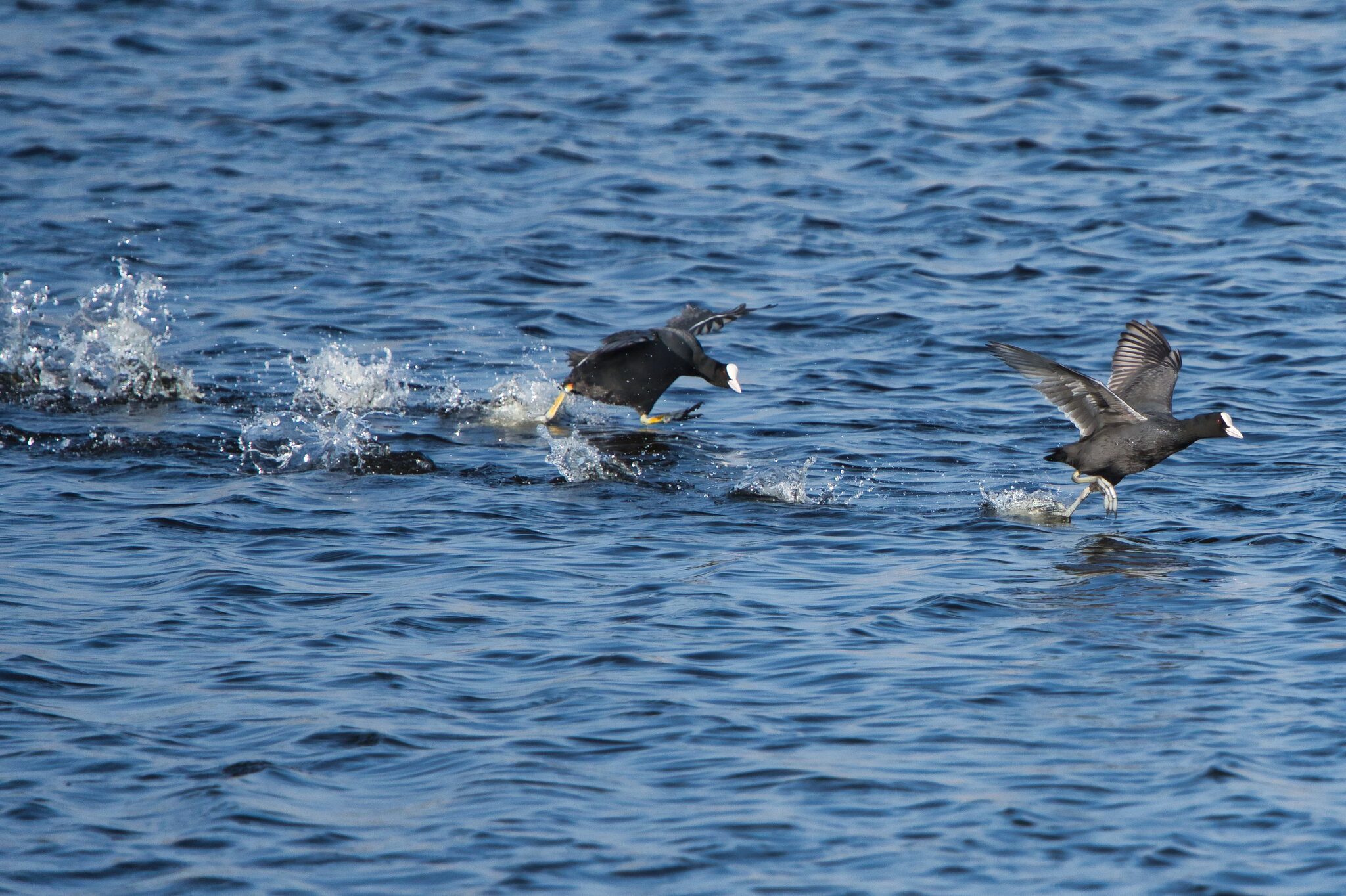 DSC02697 - Coots.jpeg