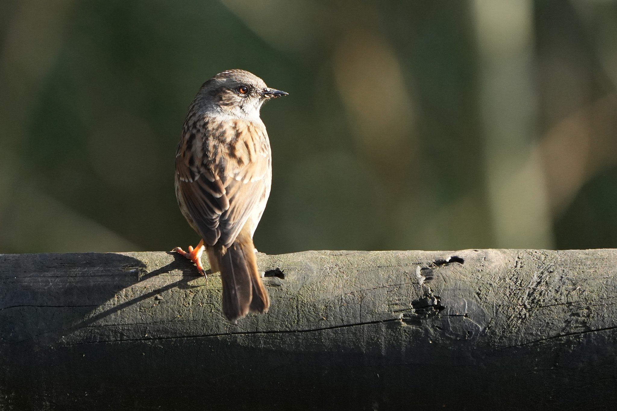 DSC02767-Dunnock-2048px.jpg