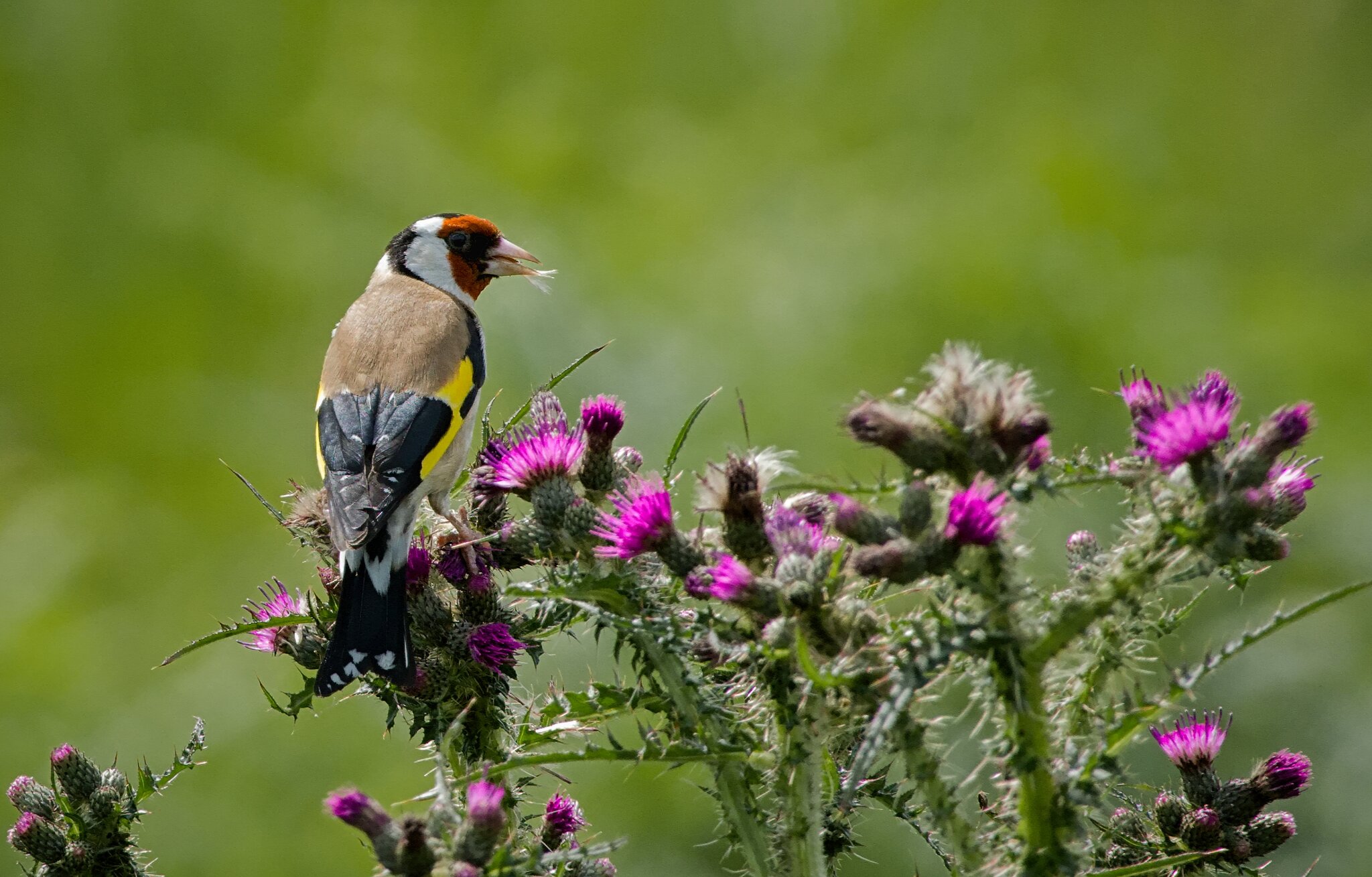 DSC03282Rydale Caves 2 Goldfinch 30-06-2021.jpg