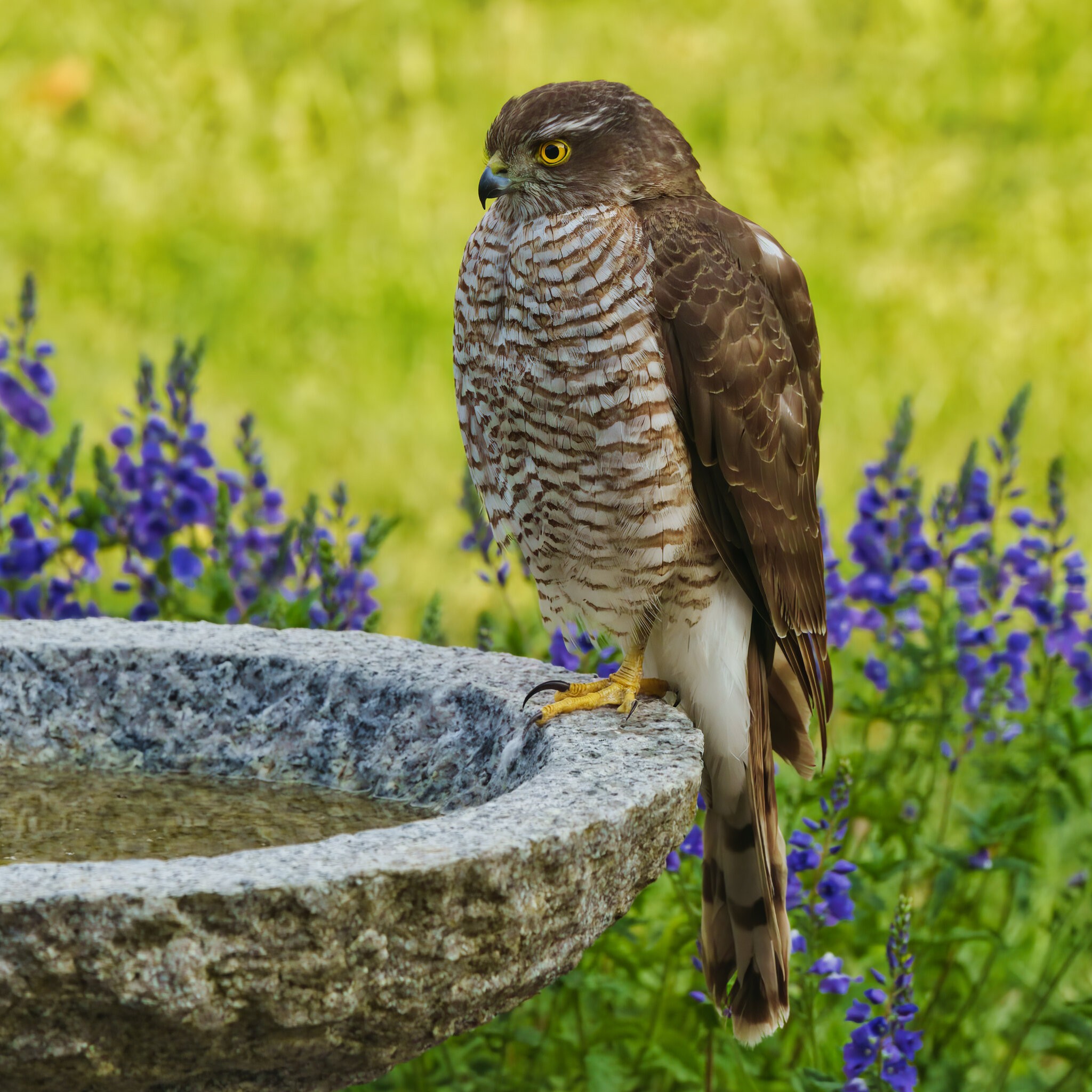 DSC03858- Sparrowhawk.jpeg