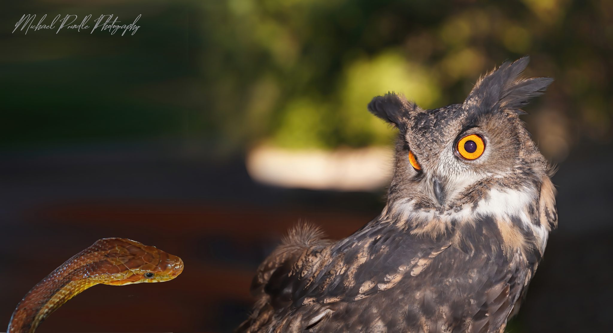 DSC04079 Owl & Snake 2048.jpg