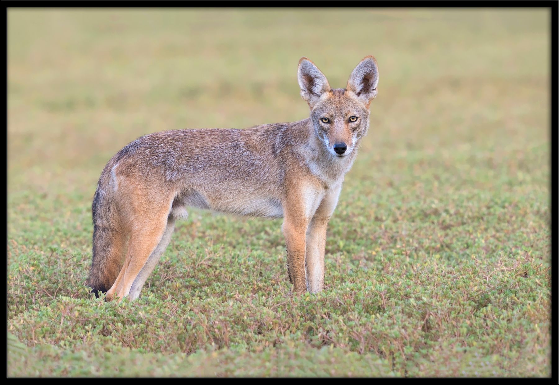 DSC04248-Coyote-46.jpg