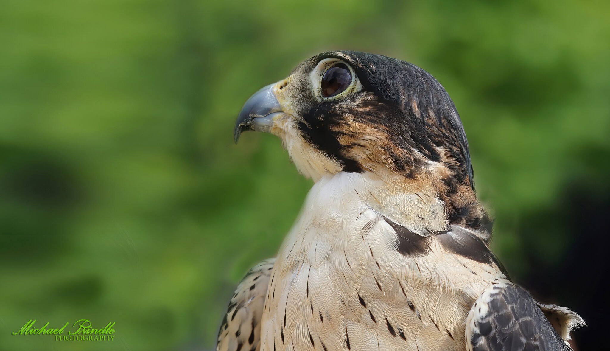 DSC04454-Falcon Head-B.jpg