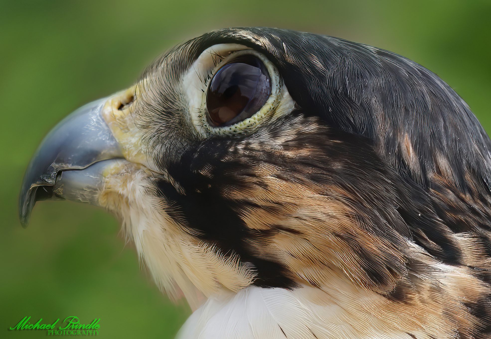 DSC04454-Falcon Head-C.jpg